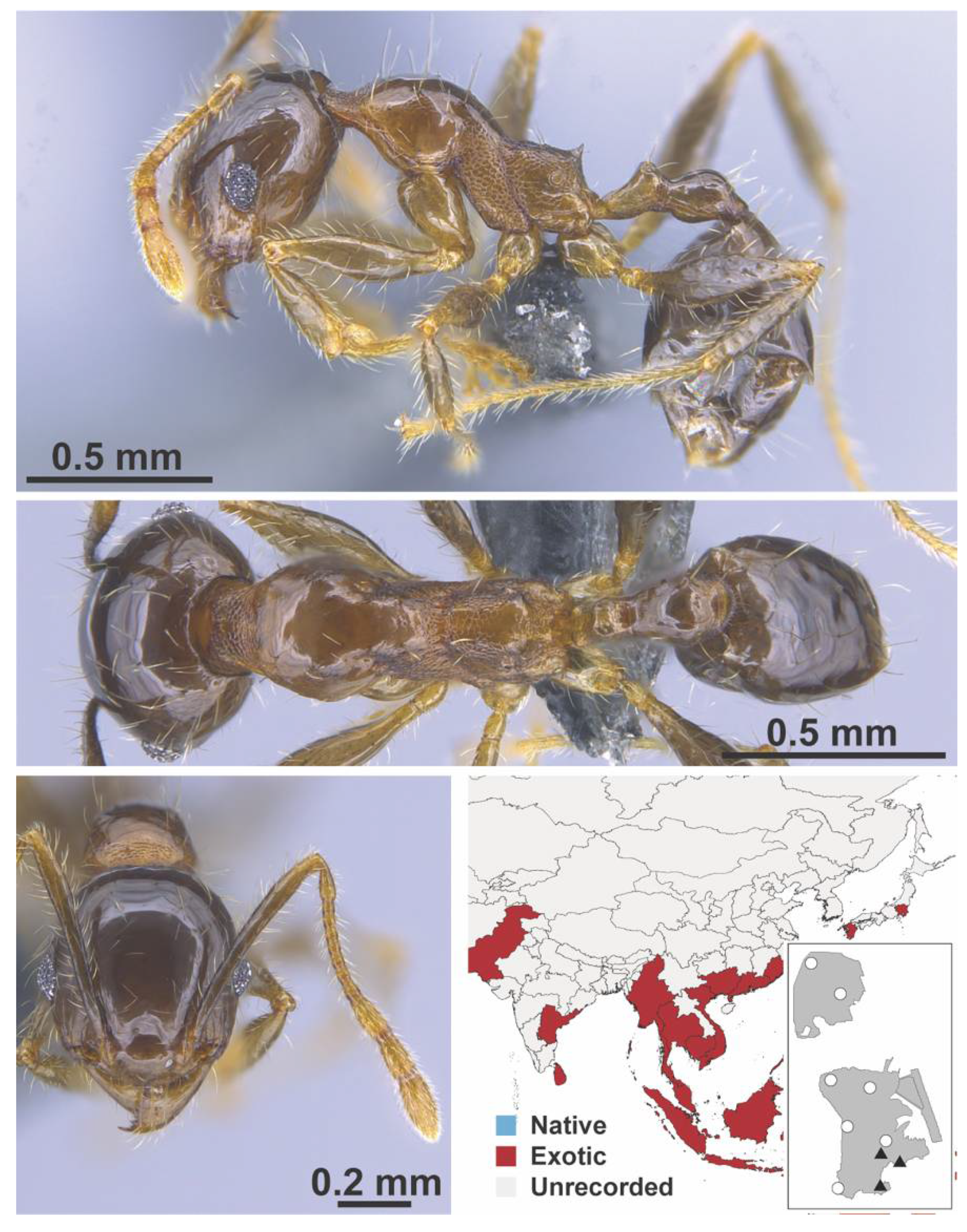 Diversity 13 00358 g0a88