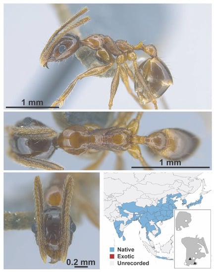 Diversity 13 00358 g0a90