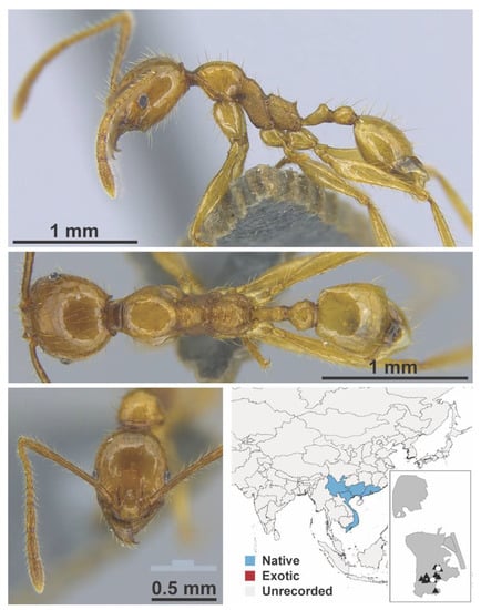 Diversity 13 00358 g0a91