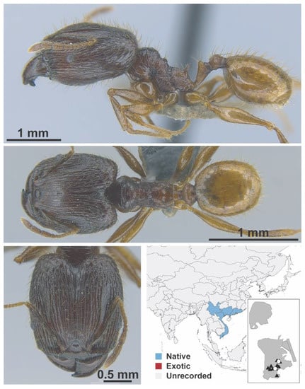 Diversity 13 00358 g0a92