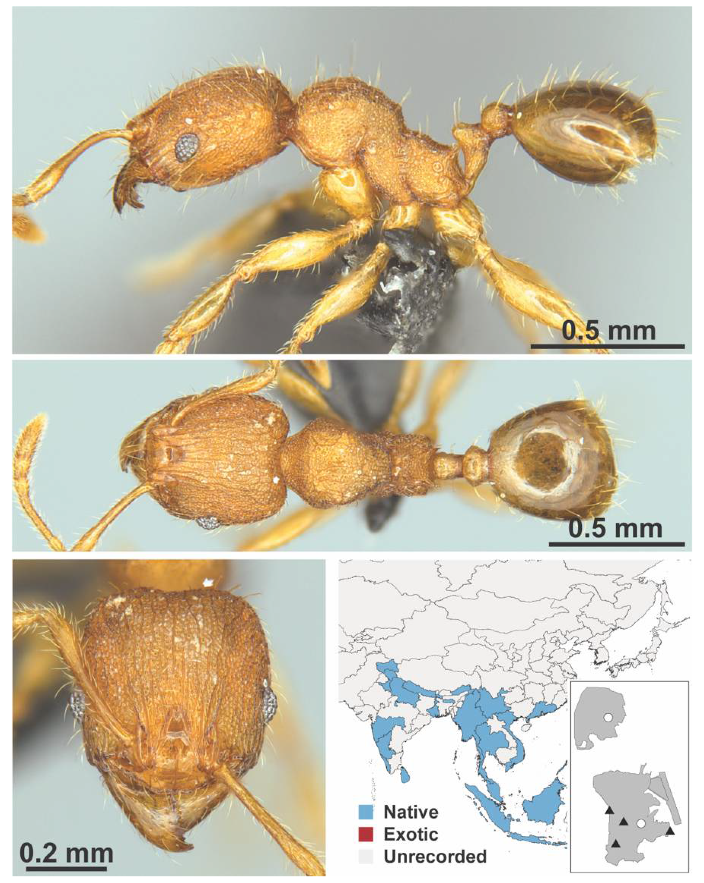 Diversity 13 00358 g0a93