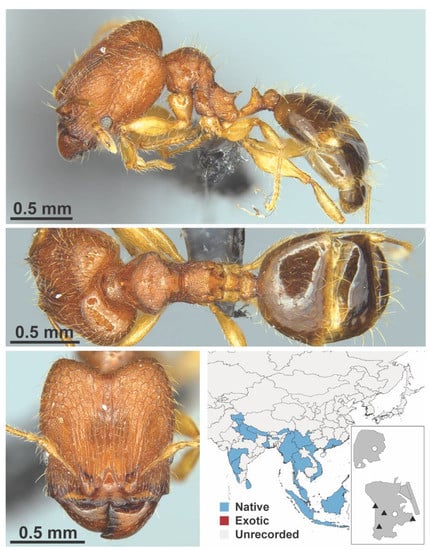 Diversity 13 00358 g0a94