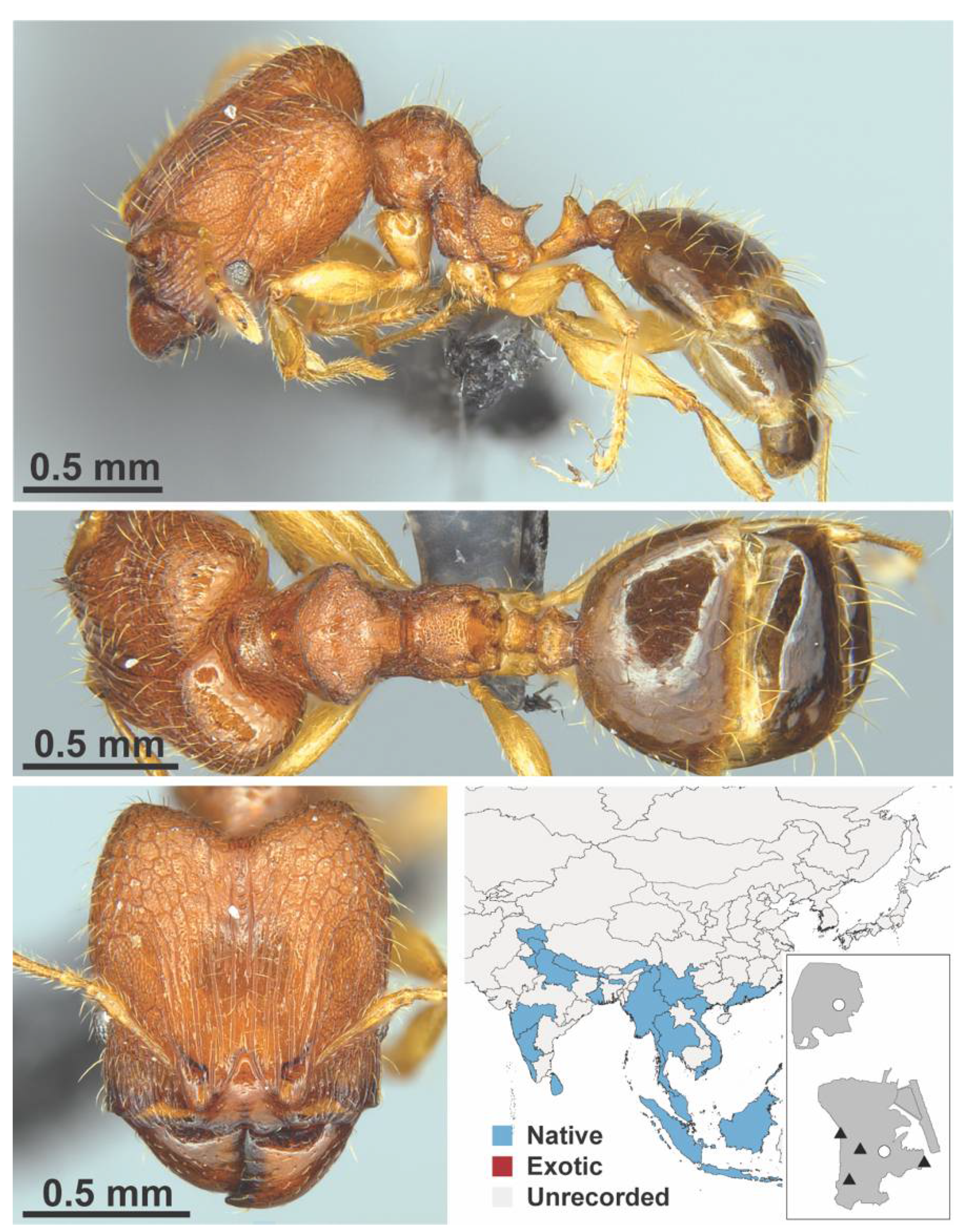 Diversity 13 00358 g0a94