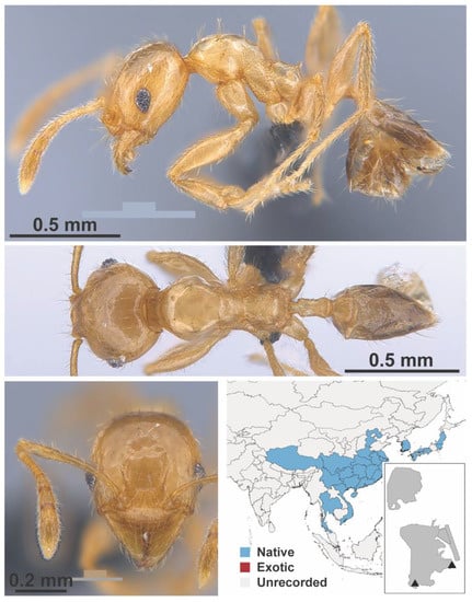 Diversity 13 00358 g0a95
