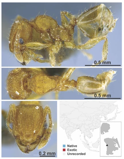 Diversity 13 00358 g0a96