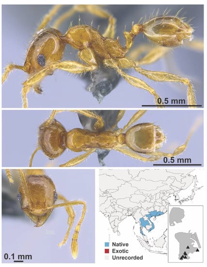 Diversity 13 00358 g0a97