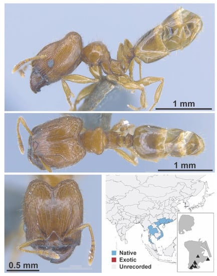 Diversity 13 00358 g0a98