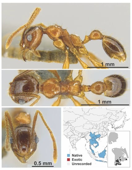 Diversity 13 00358 g0a99