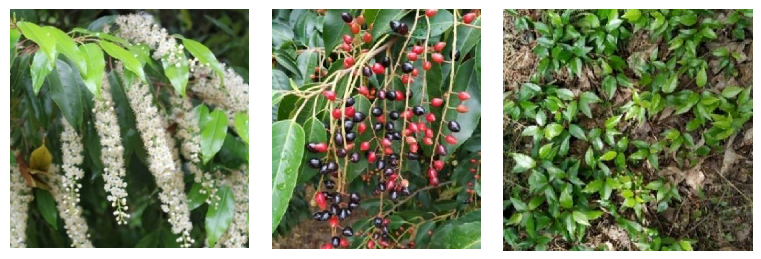 Diversity 13 00359 g004