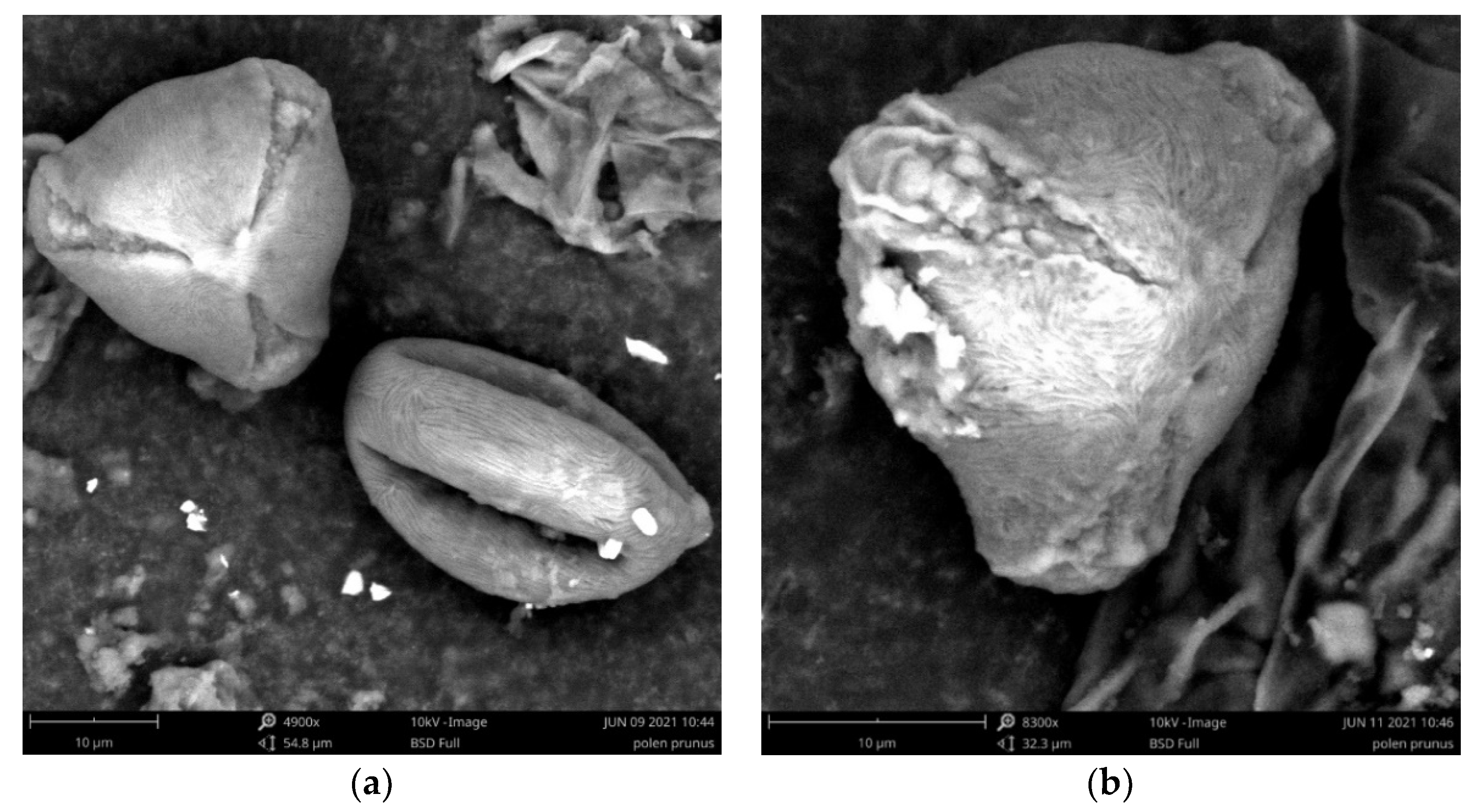 Diversity 13 00359 g005