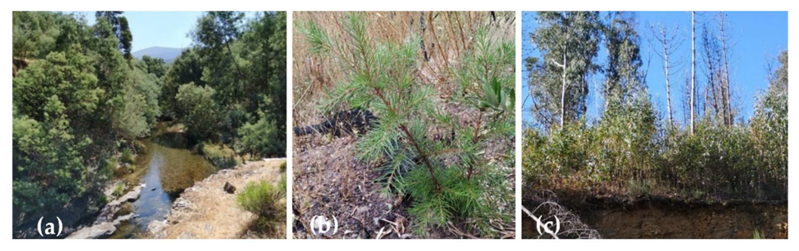 Diversity 13 00359 g007