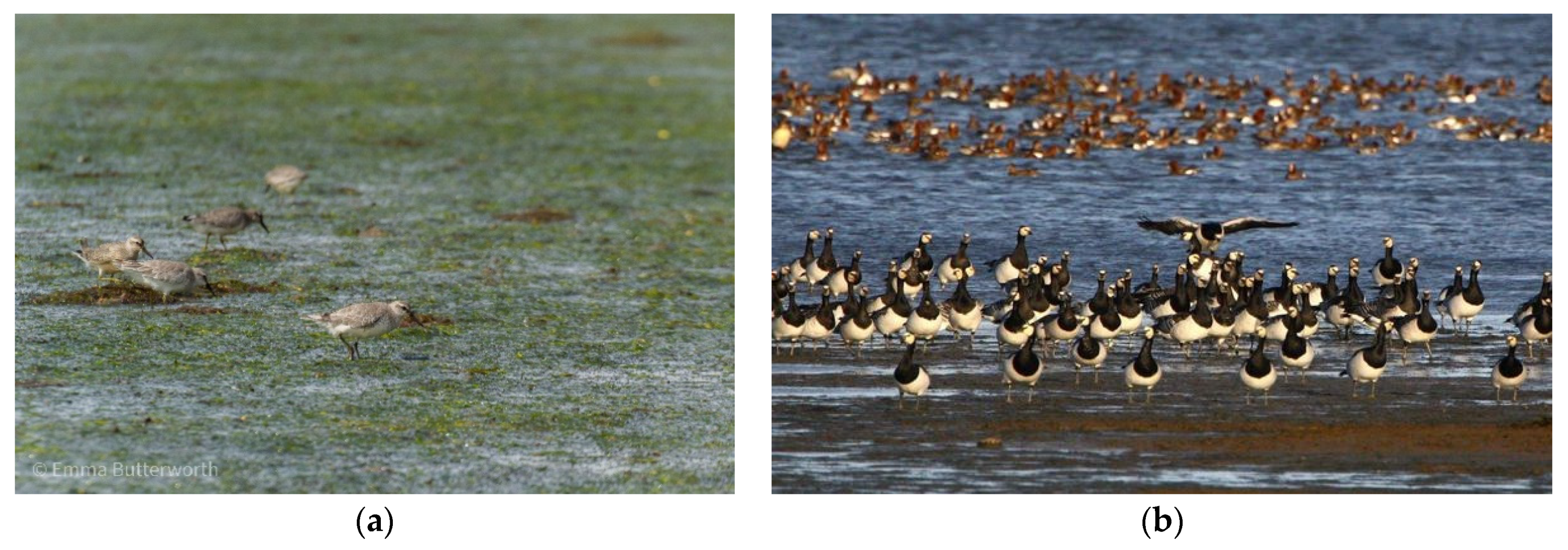 Diversity 13 00363 g002