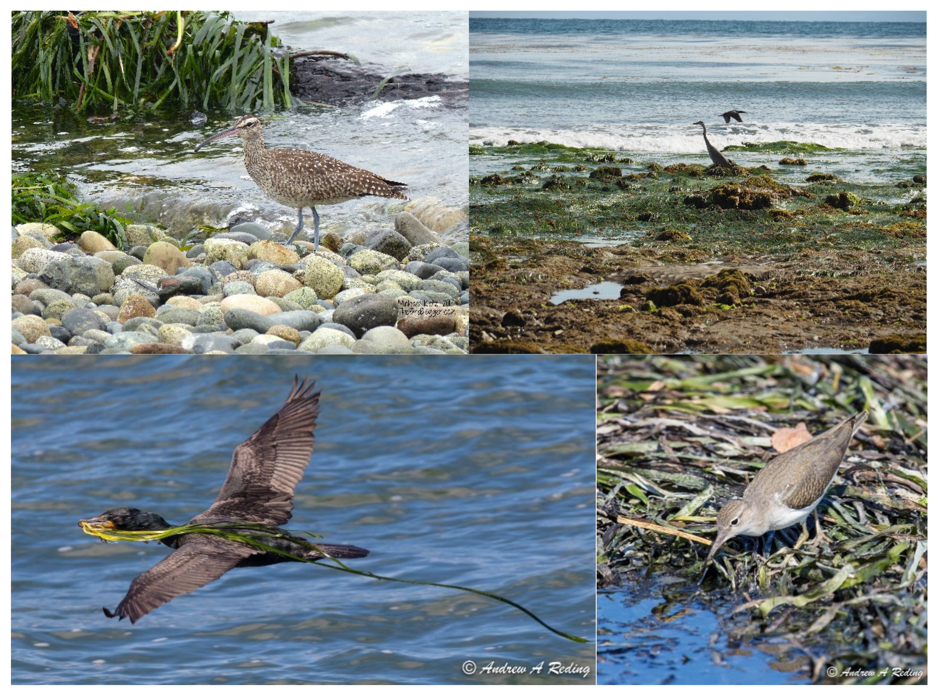 Diversity 13 00363 g003