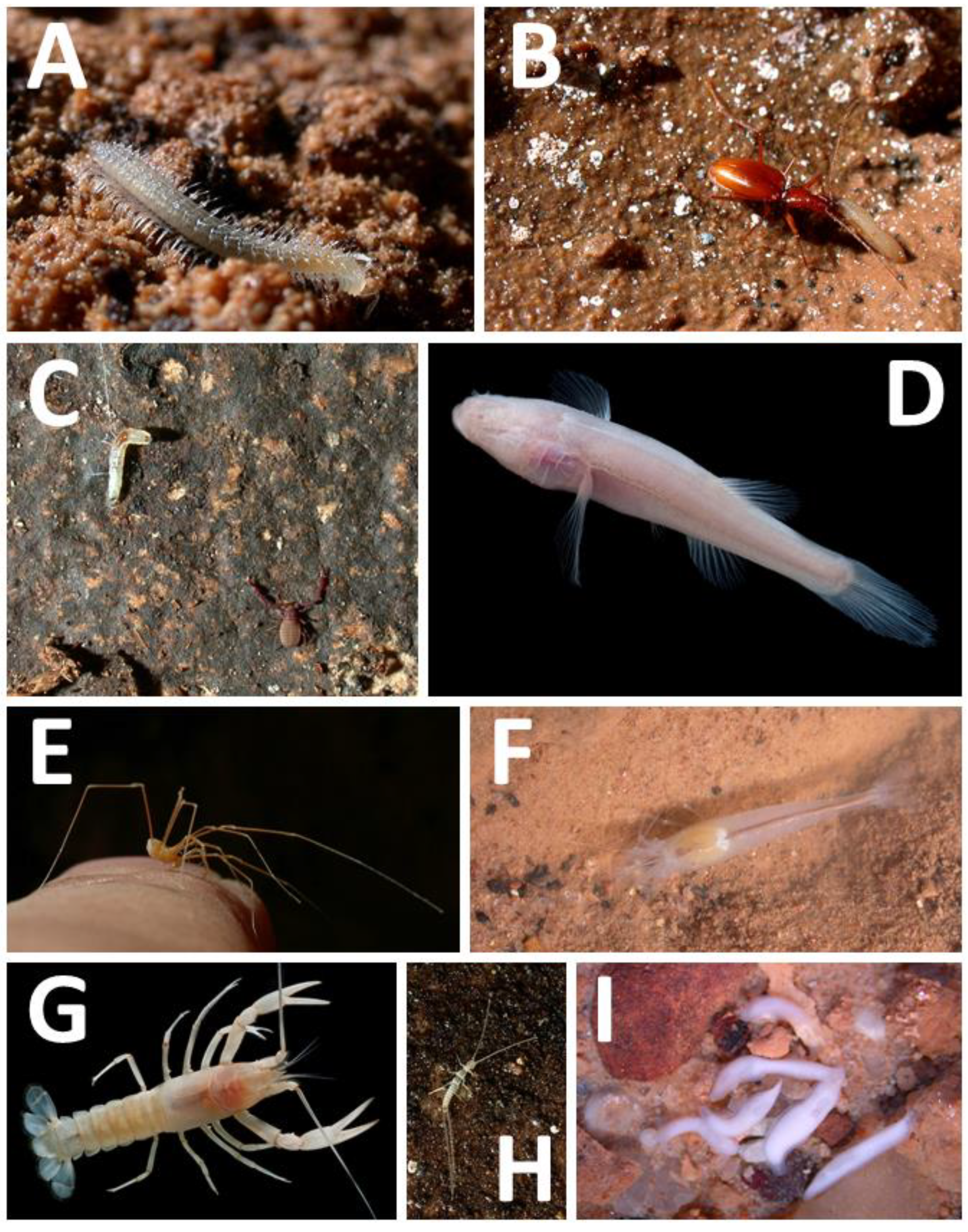 Diversity 13 00373 g002