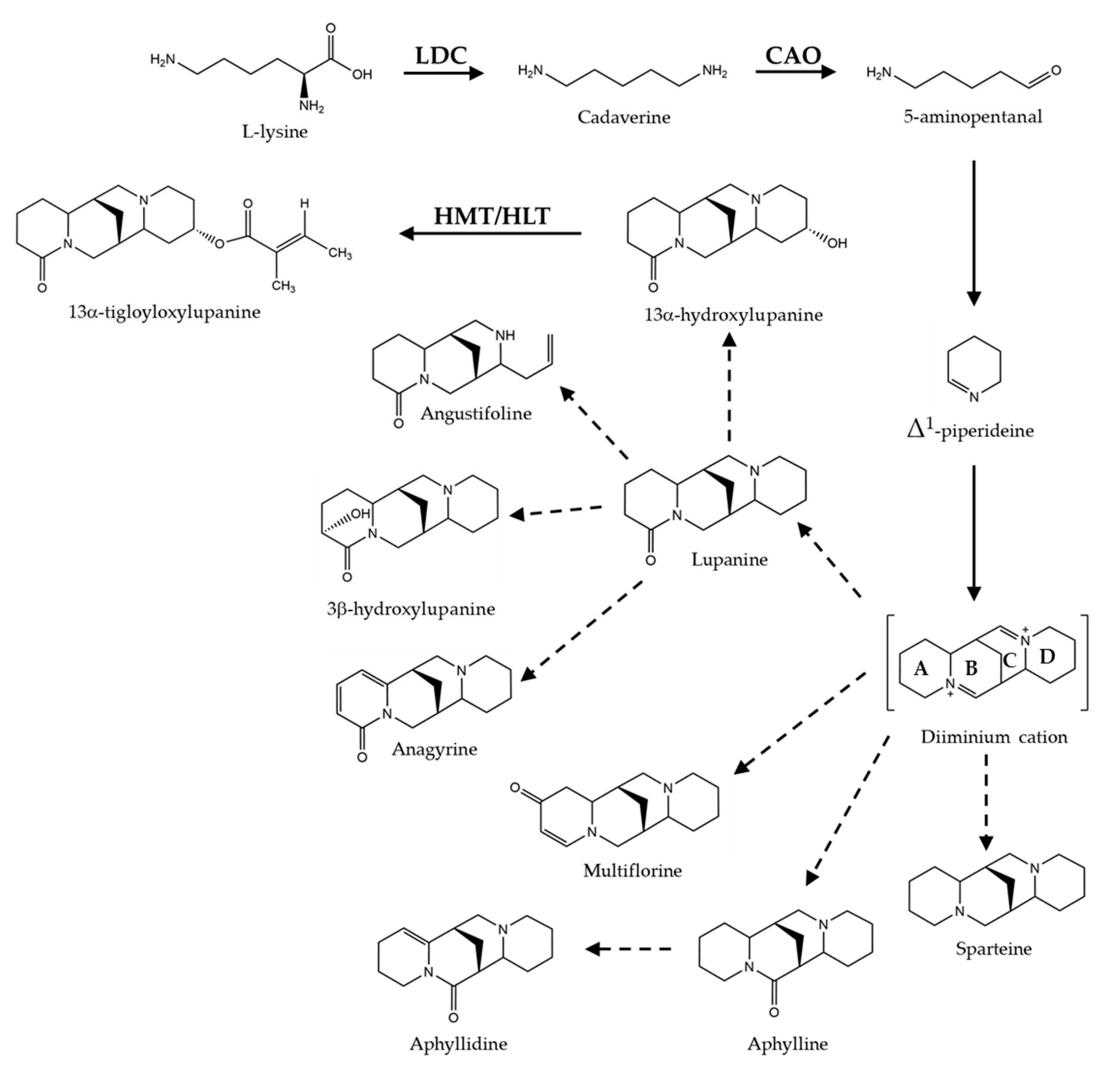 Diversity 13 00375 g001