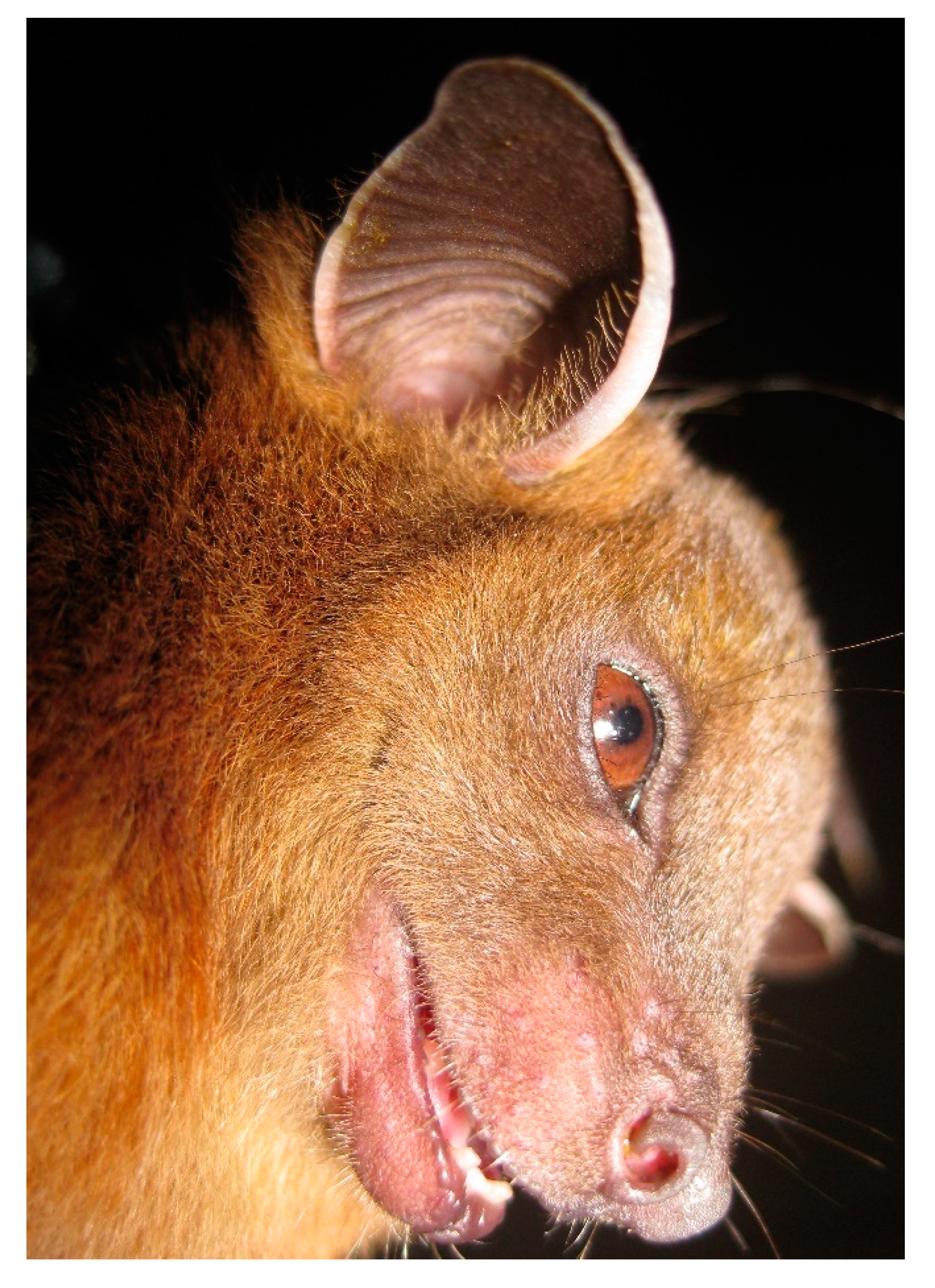 Diversity 13 00376 g002