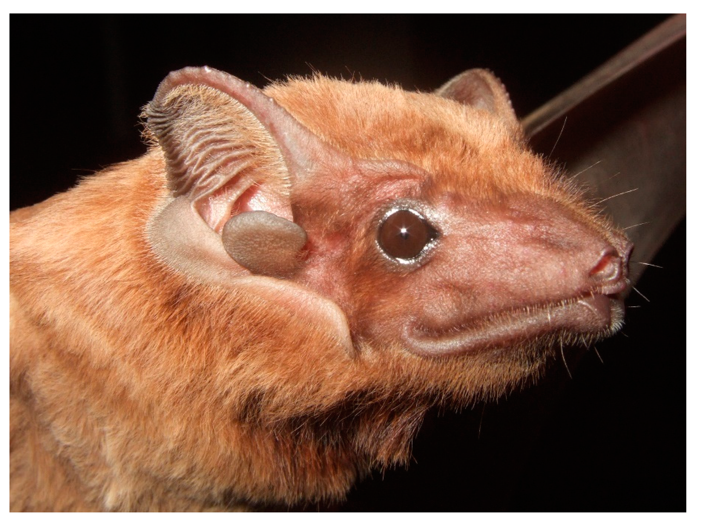 Diversity 13 00376 g004