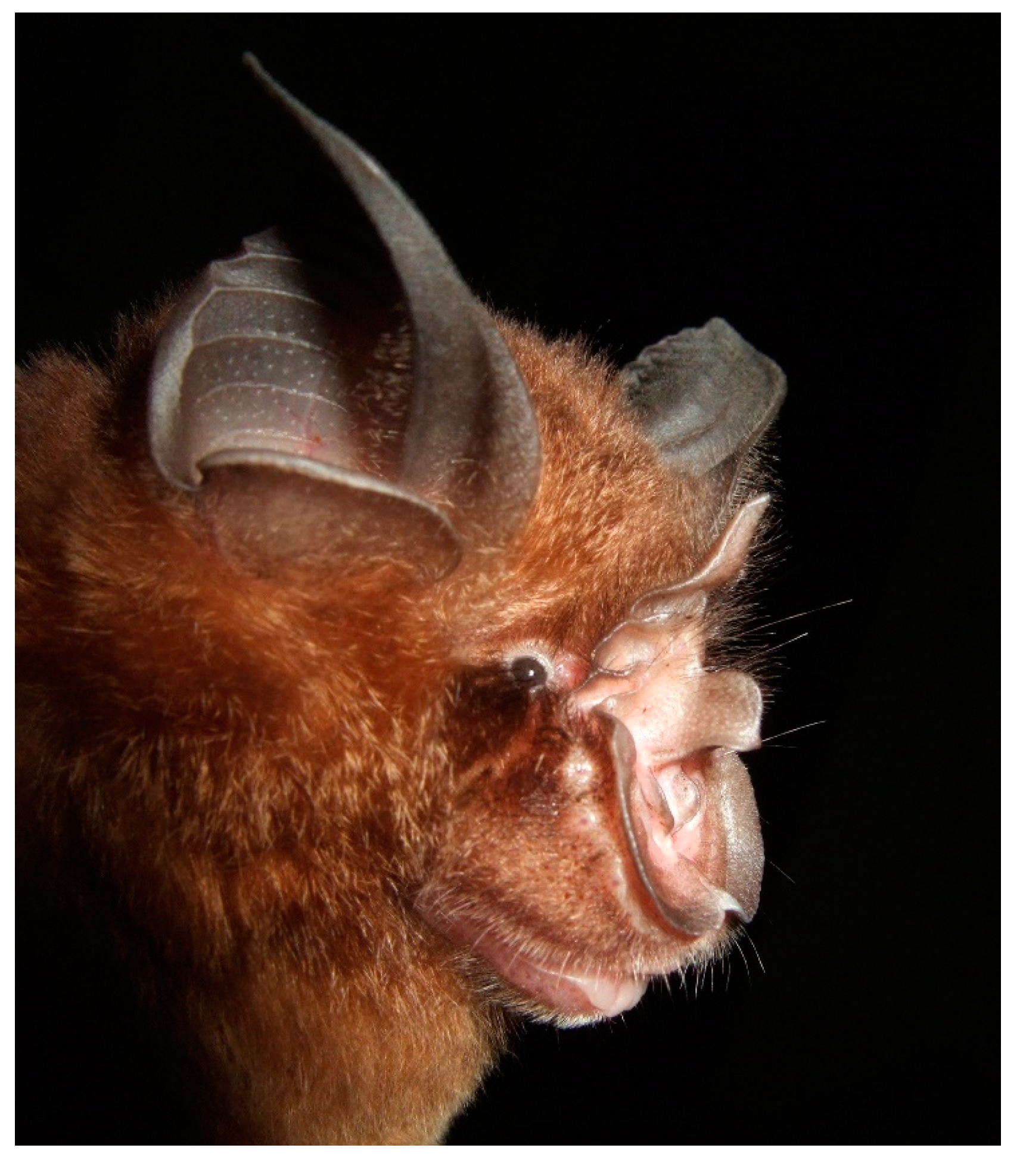 Diversity 13 00376 g005