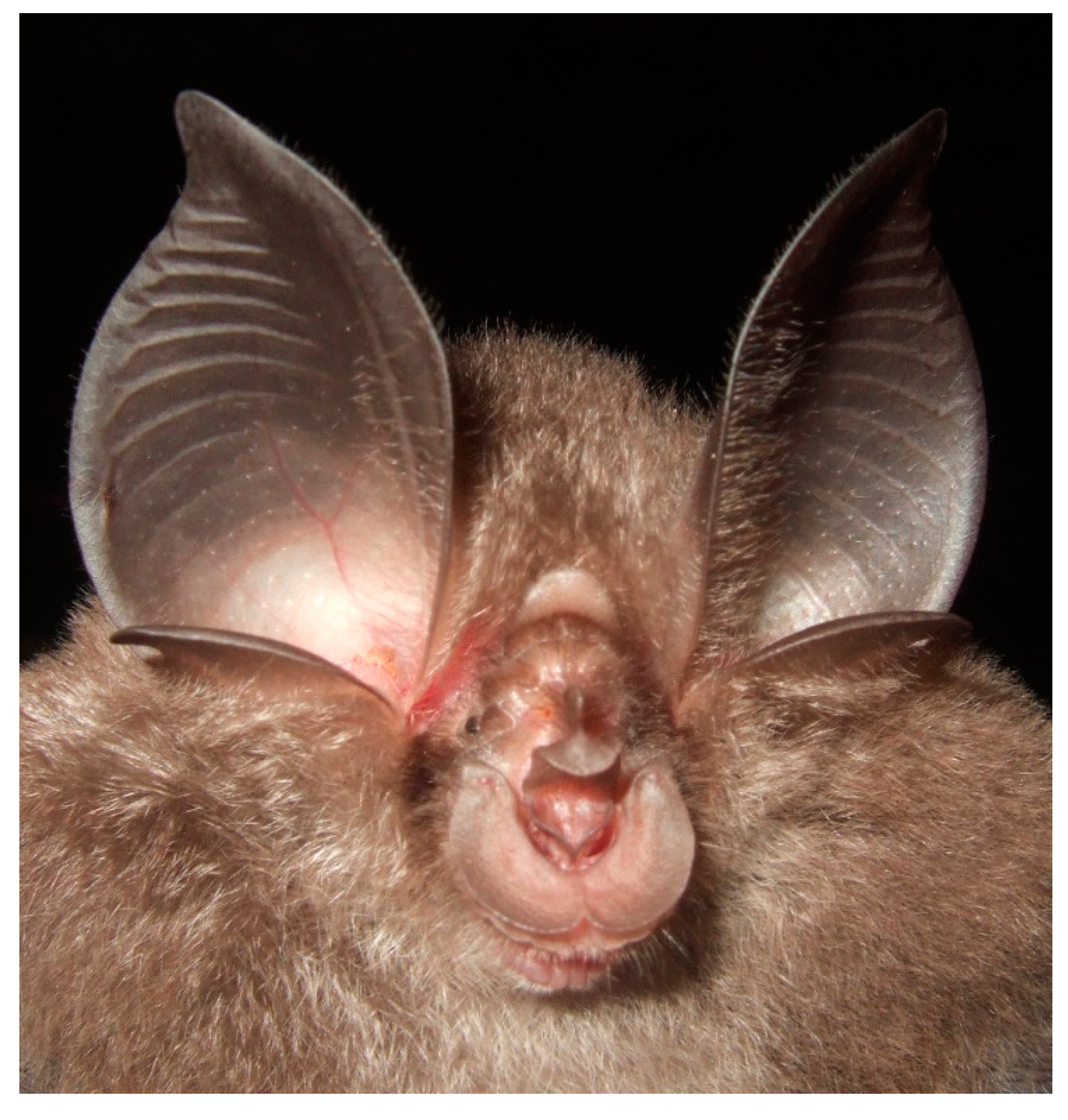 Diversity 13 00376 g006