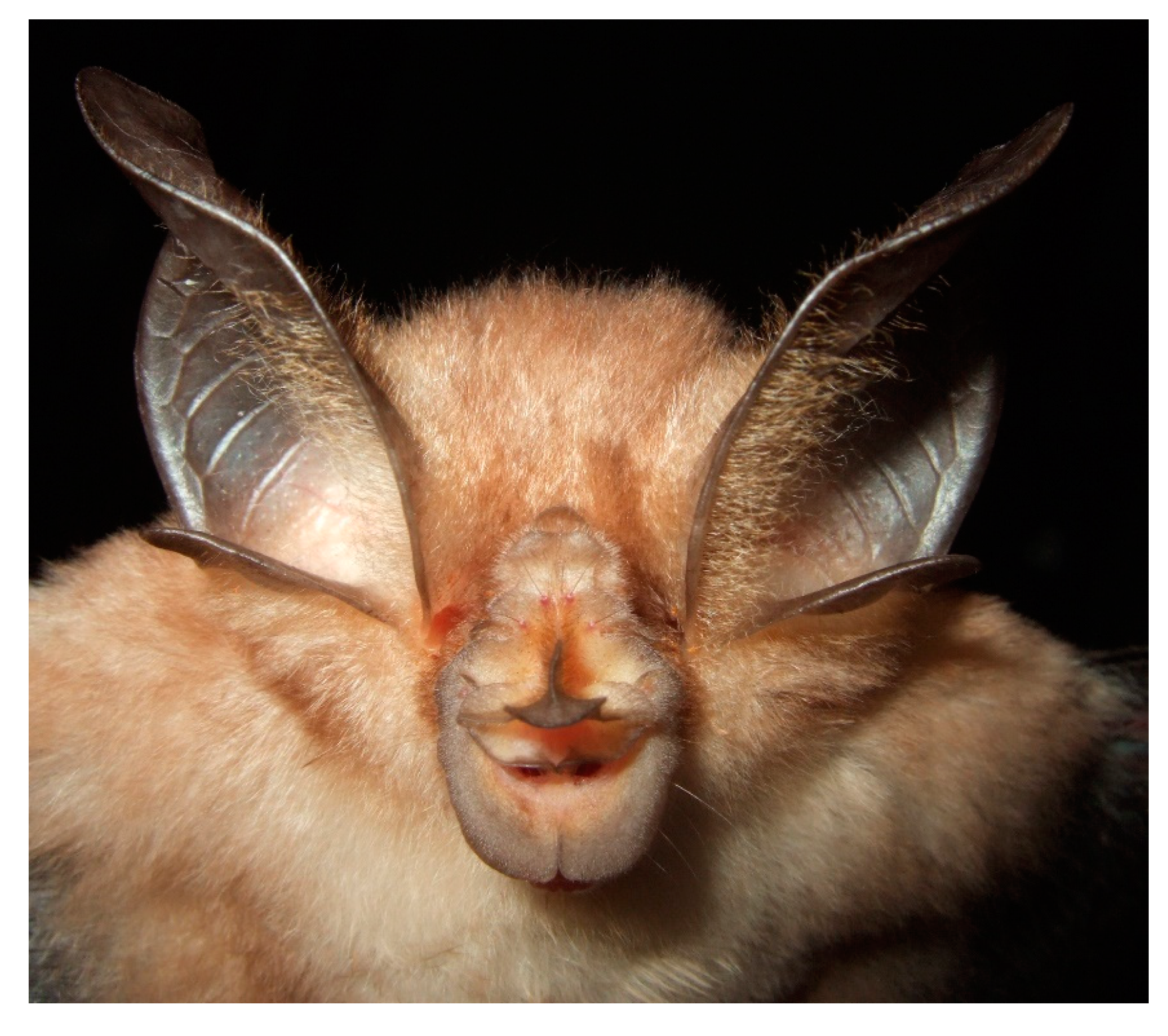 Diversity 13 00376 g007