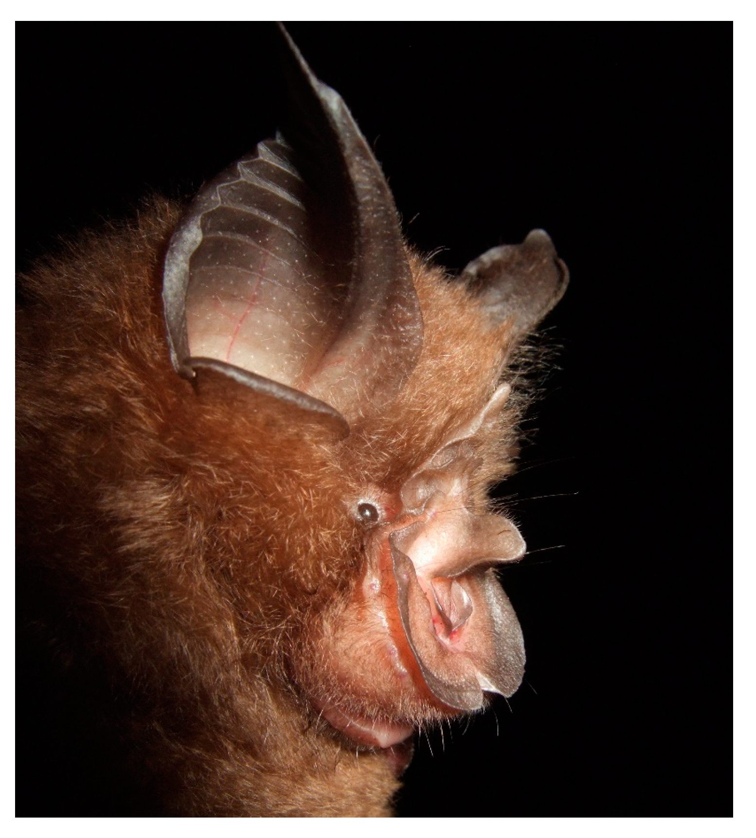 Diversity 13 00376 g008