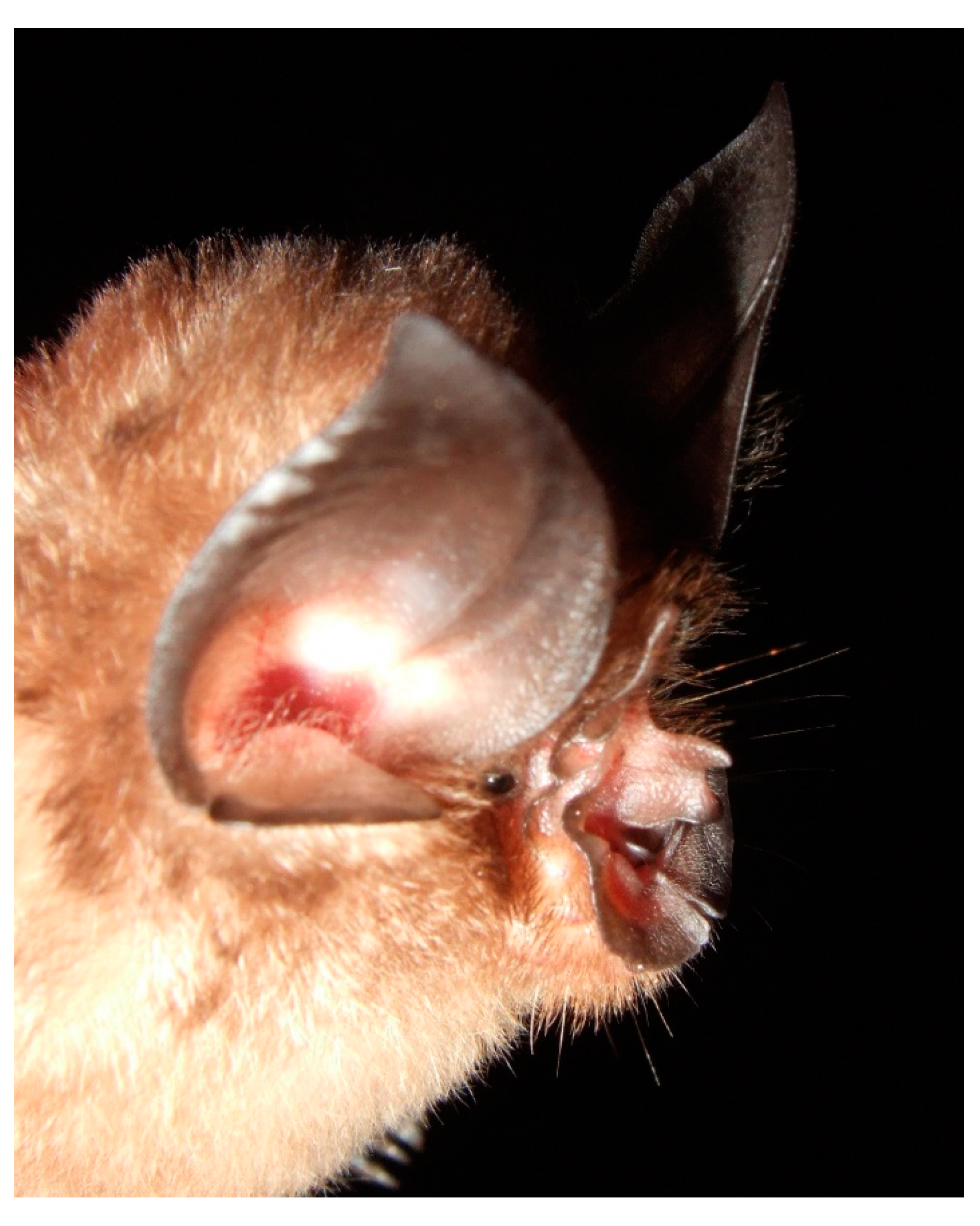 Diversity 13 00376 g009