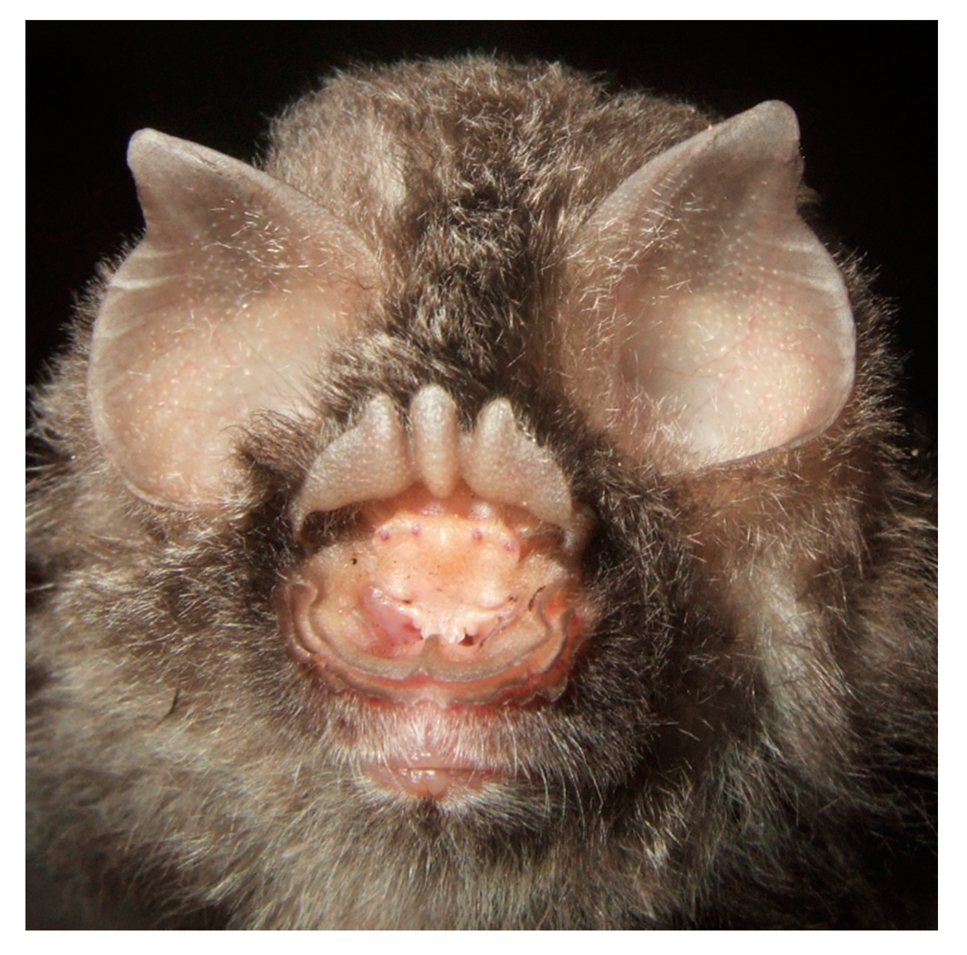 Diversity 13 00376 g010