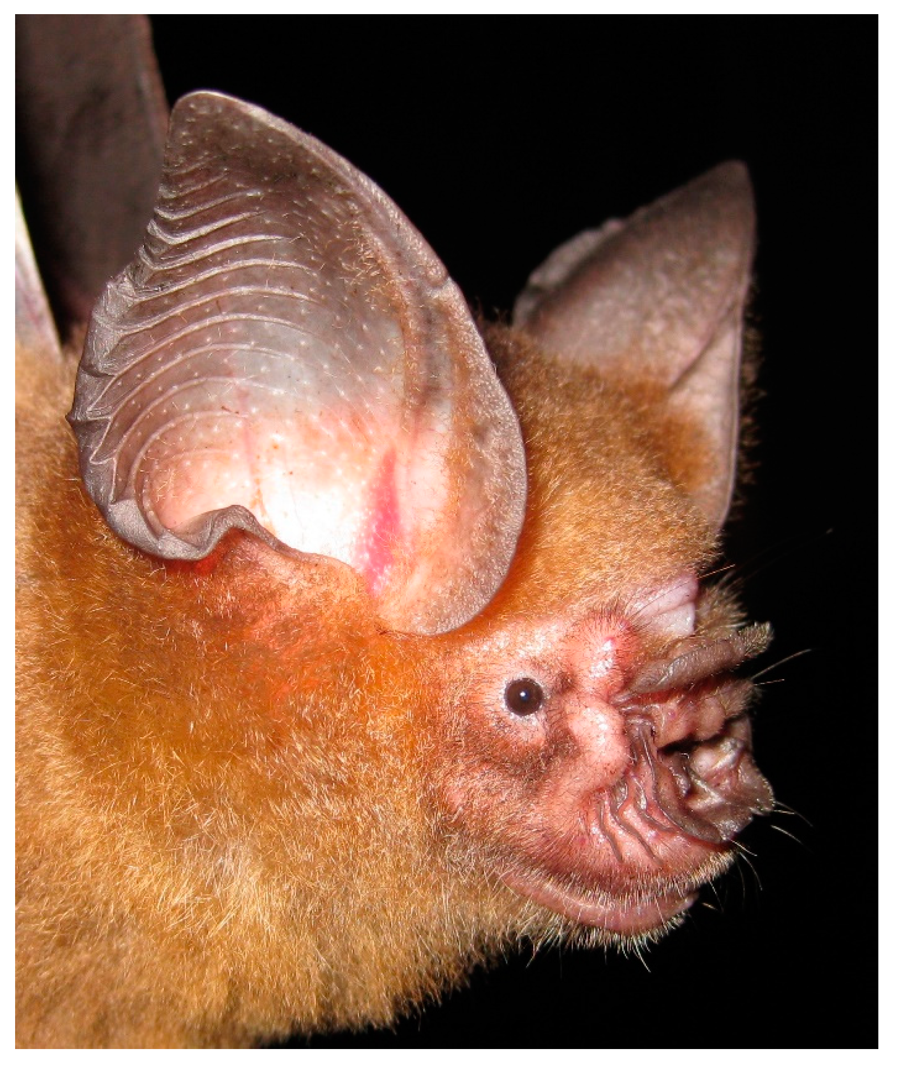 Diversity 13 00376 g011