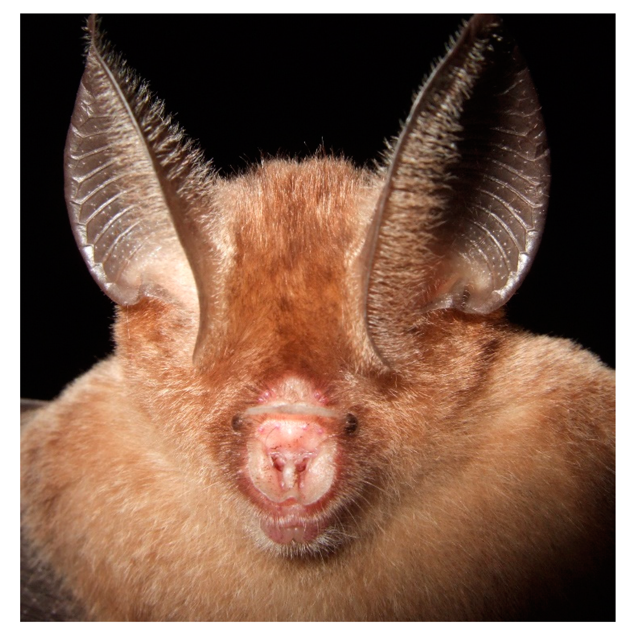 Diversity 13 00376 g013