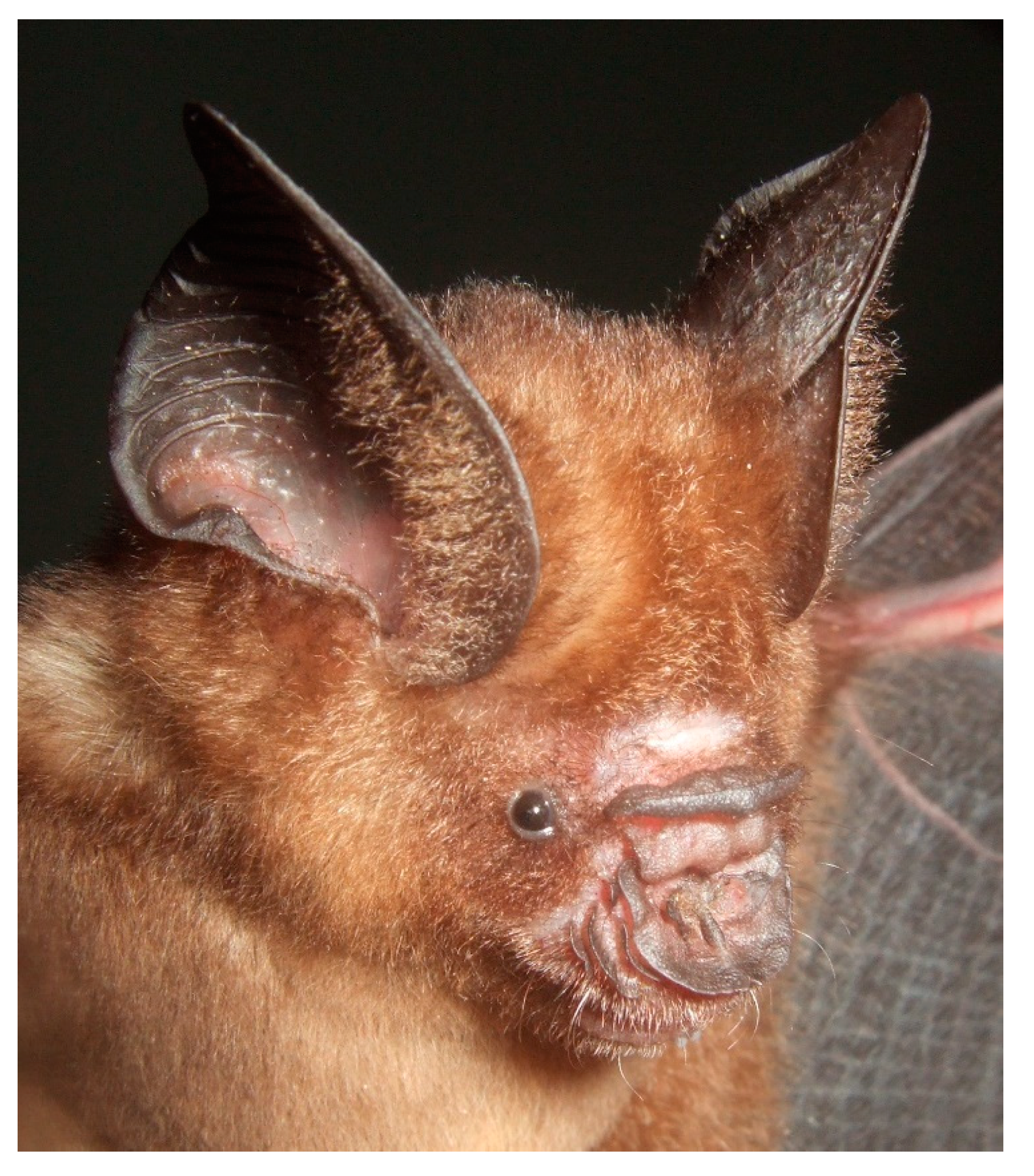 Diversity 13 00376 g014