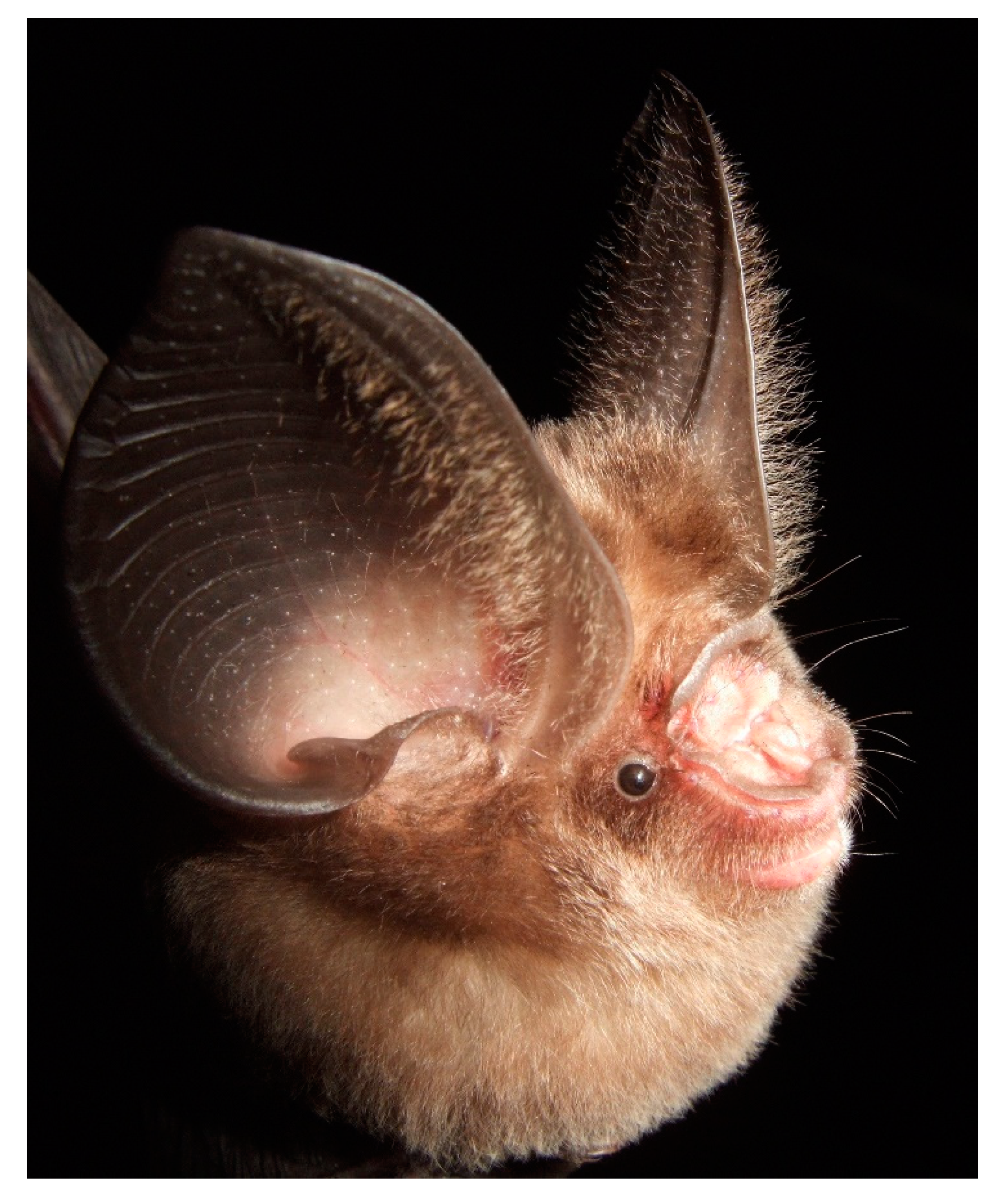 Diversity 13 00376 g015