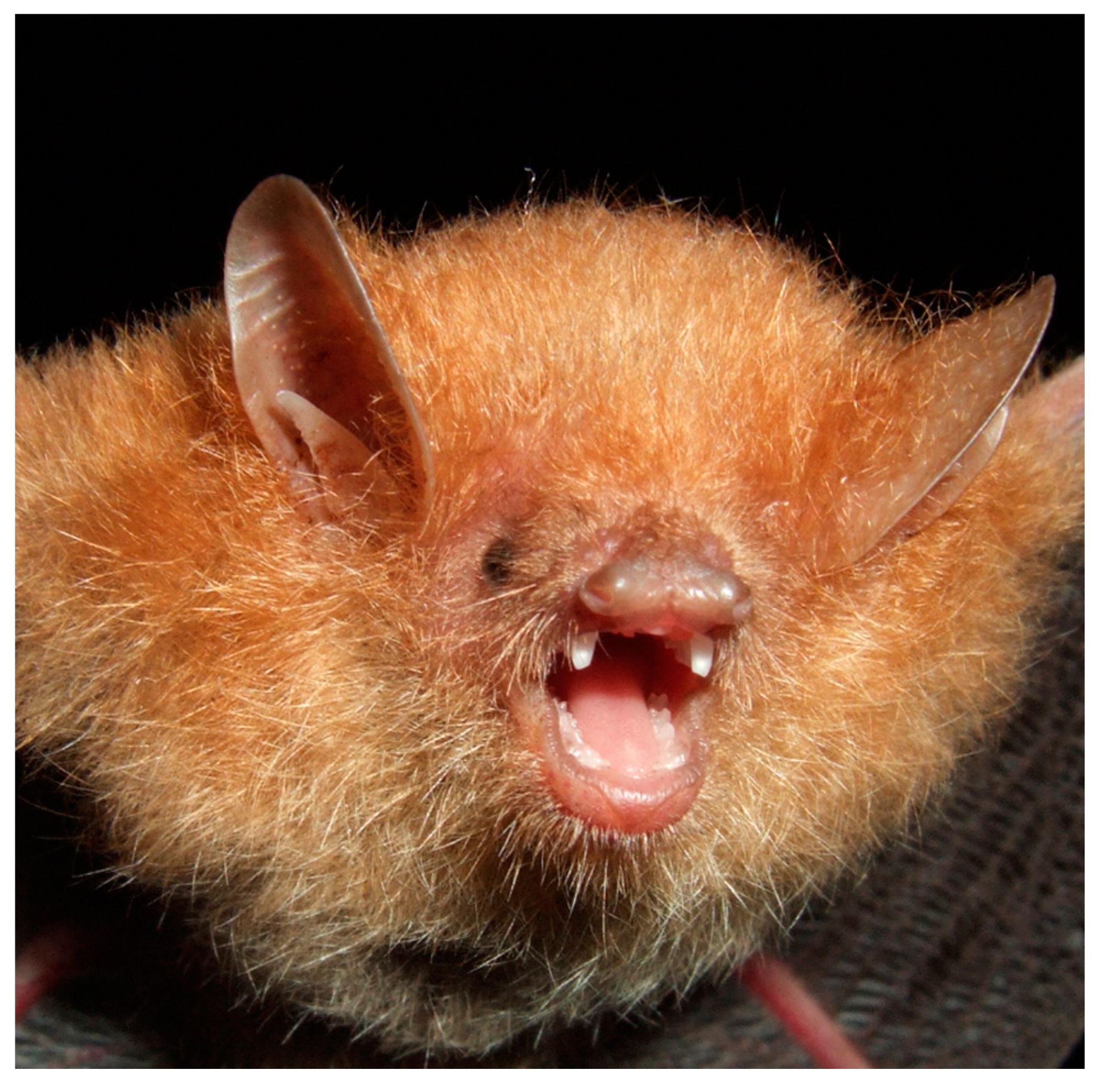 Diversity 13 00376 g017