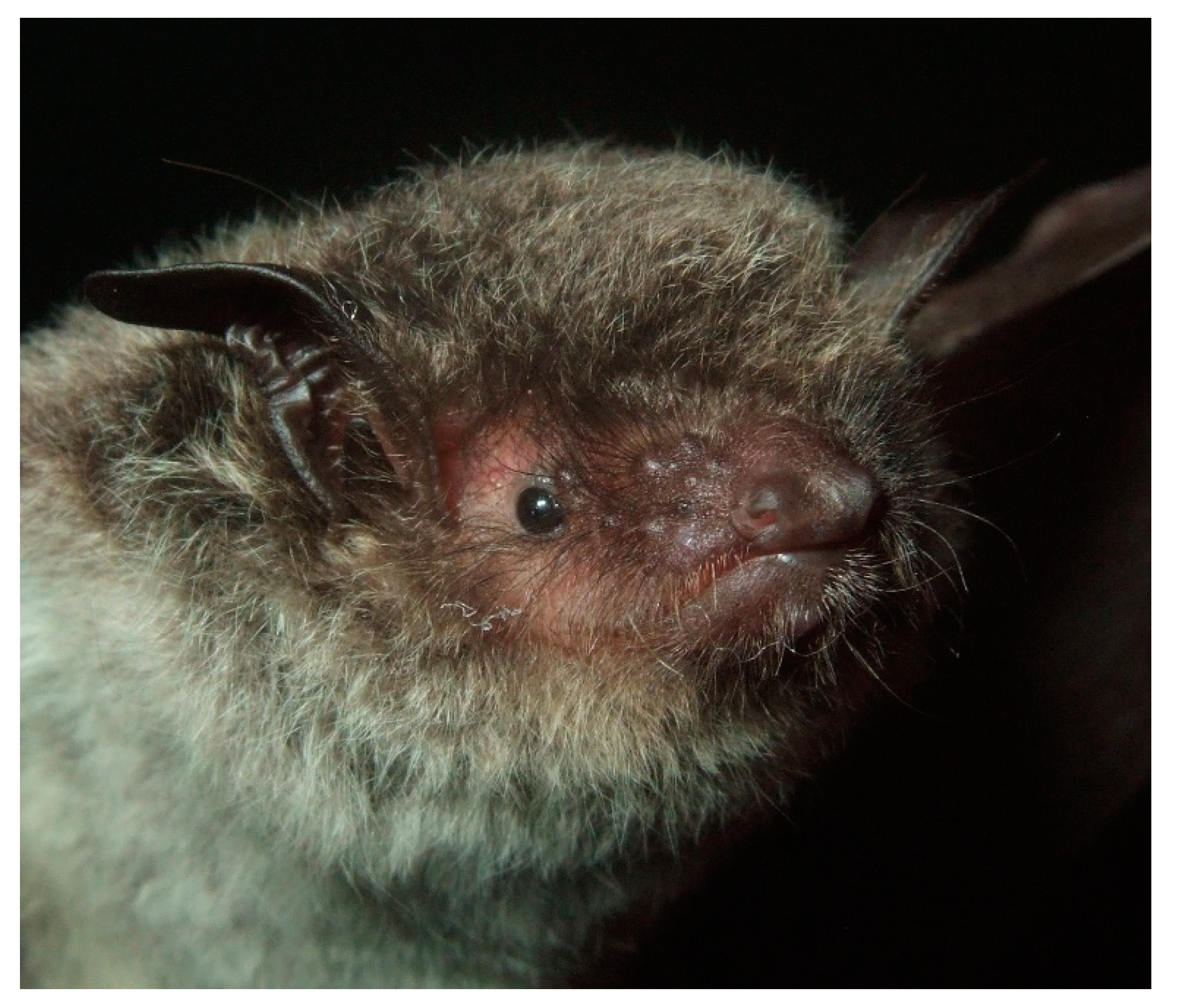 Diversity 13 00376 g018