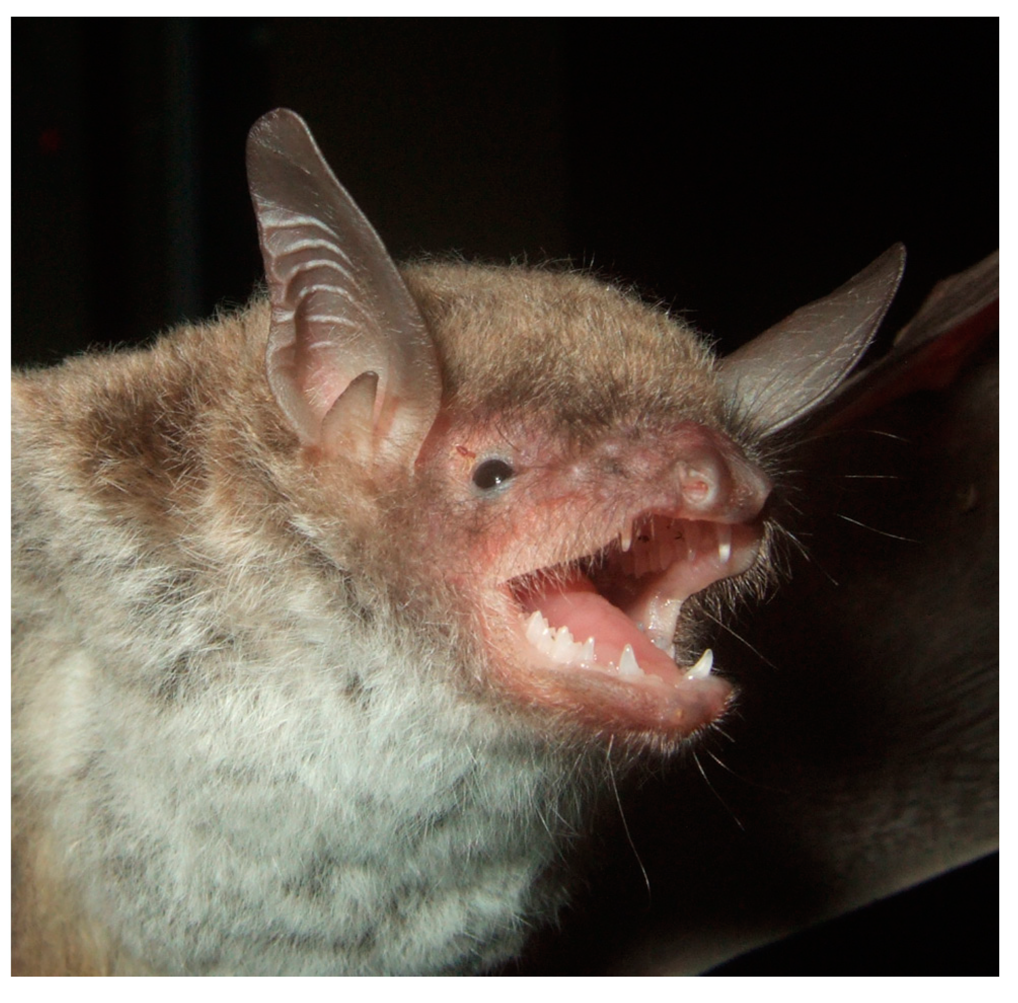 Diversity 13 00376 g020