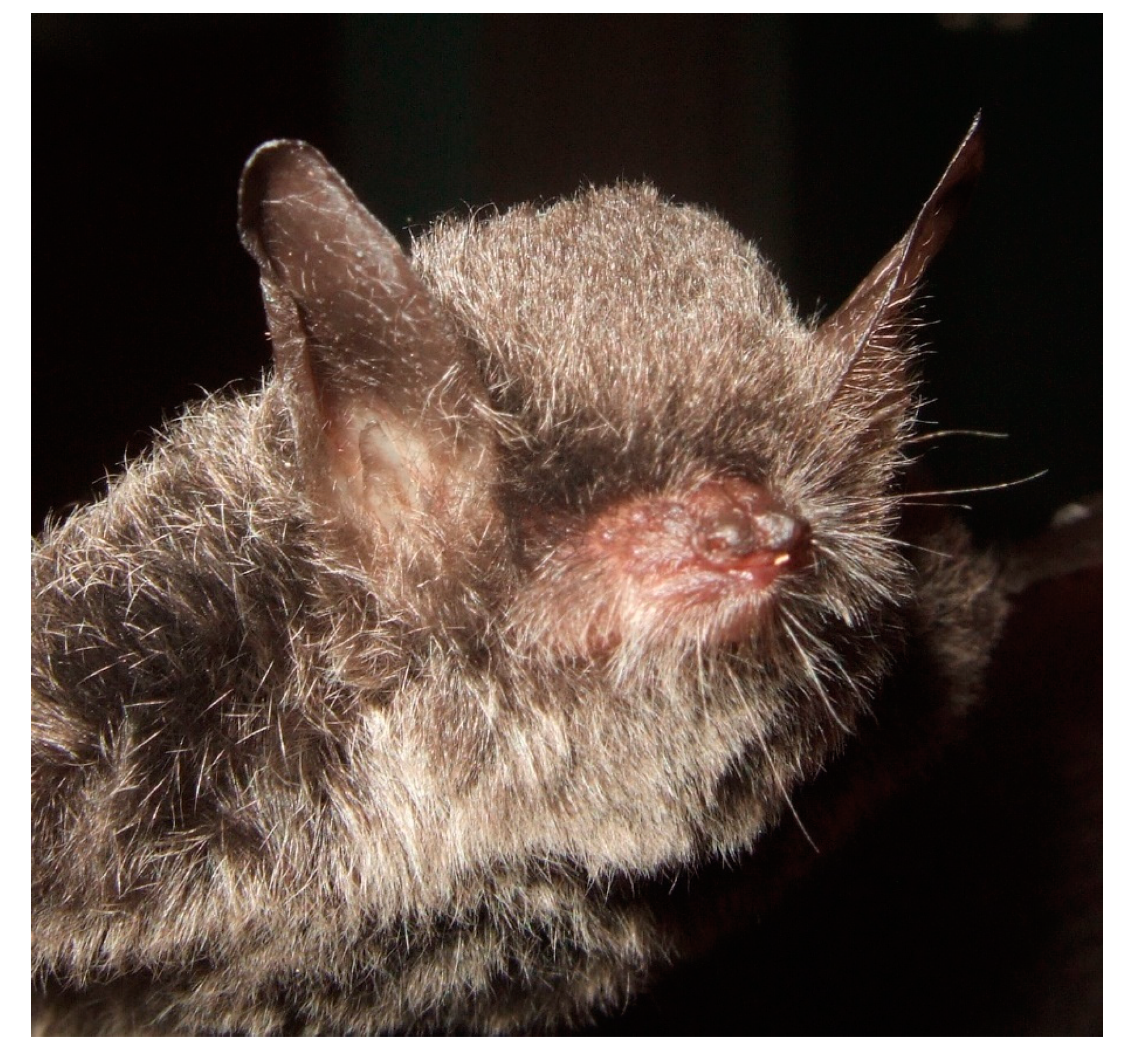 Diversity 13 00376 g021