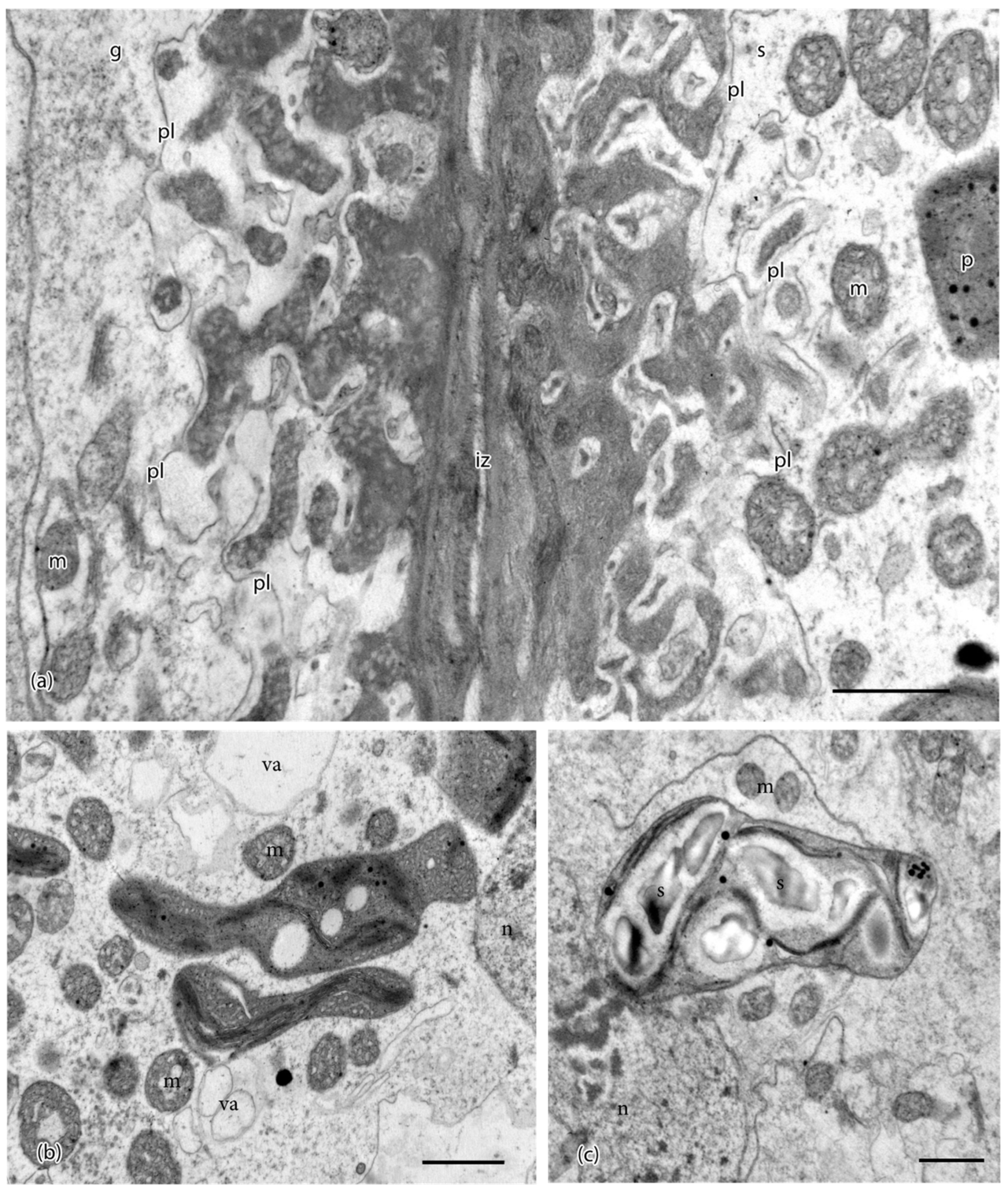 Diversity 13 00378 g002