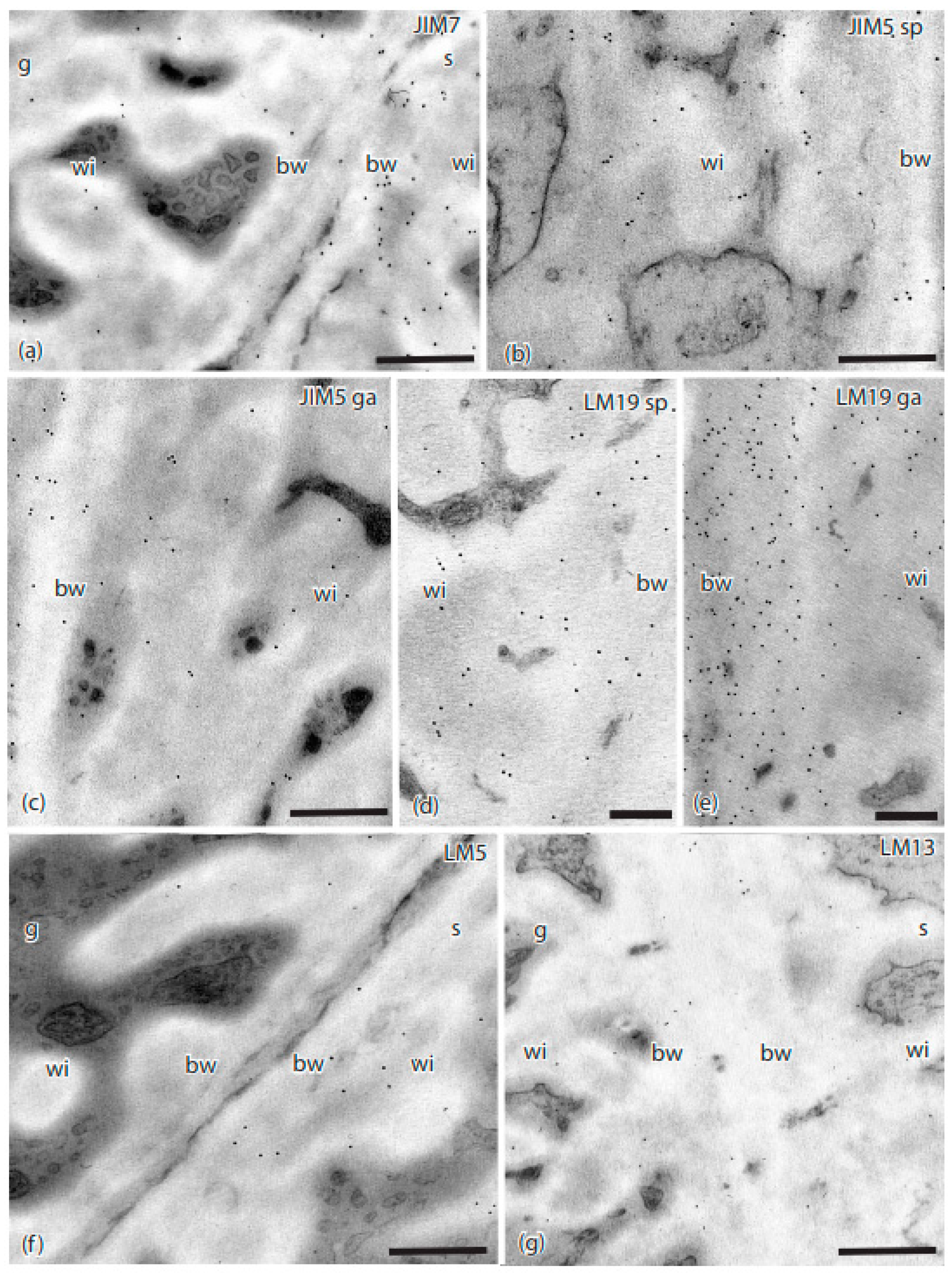 Diversity 13 00378 g003