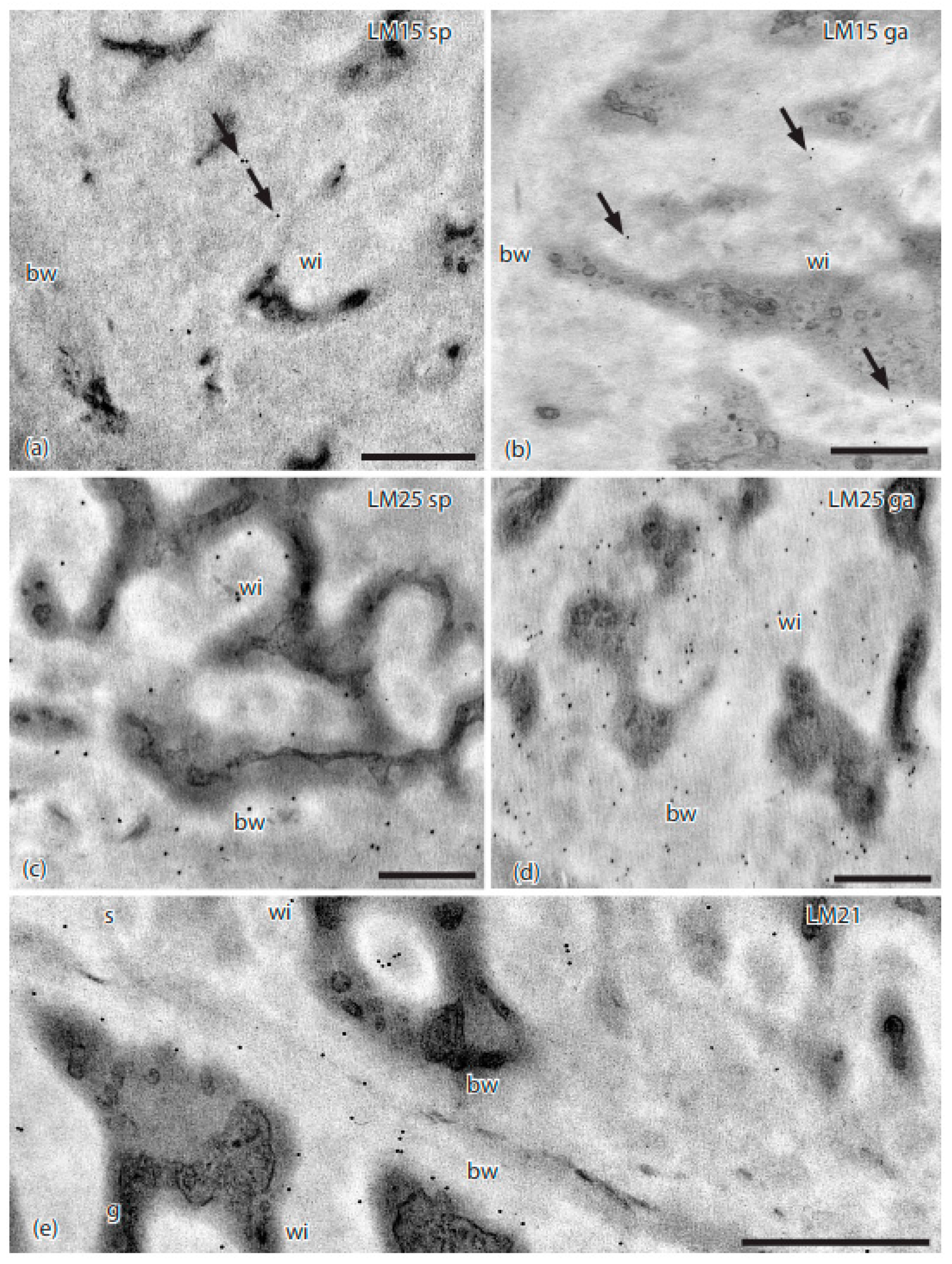 Diversity 13 00378 g004