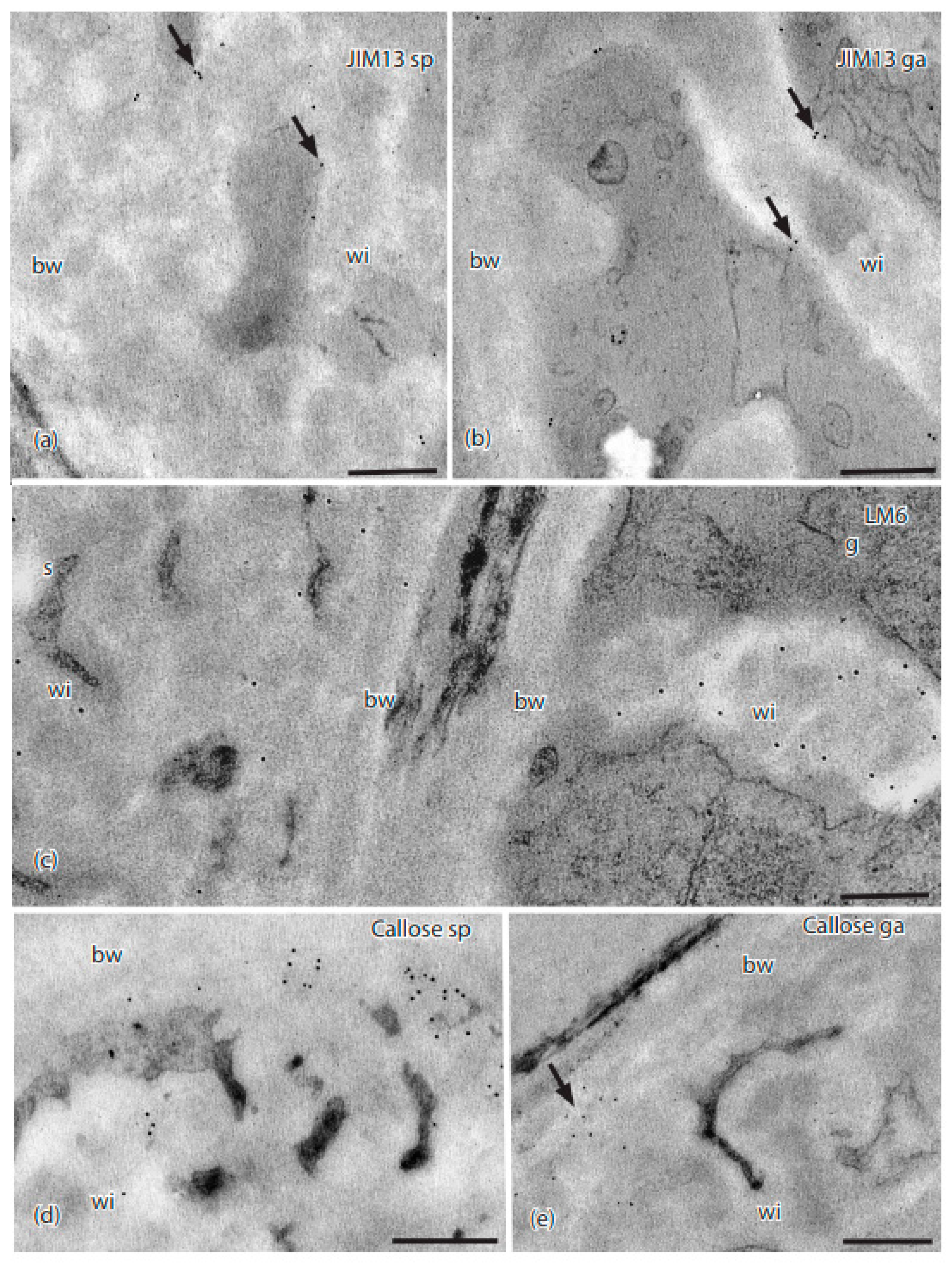 Diversity 13 00378 g005