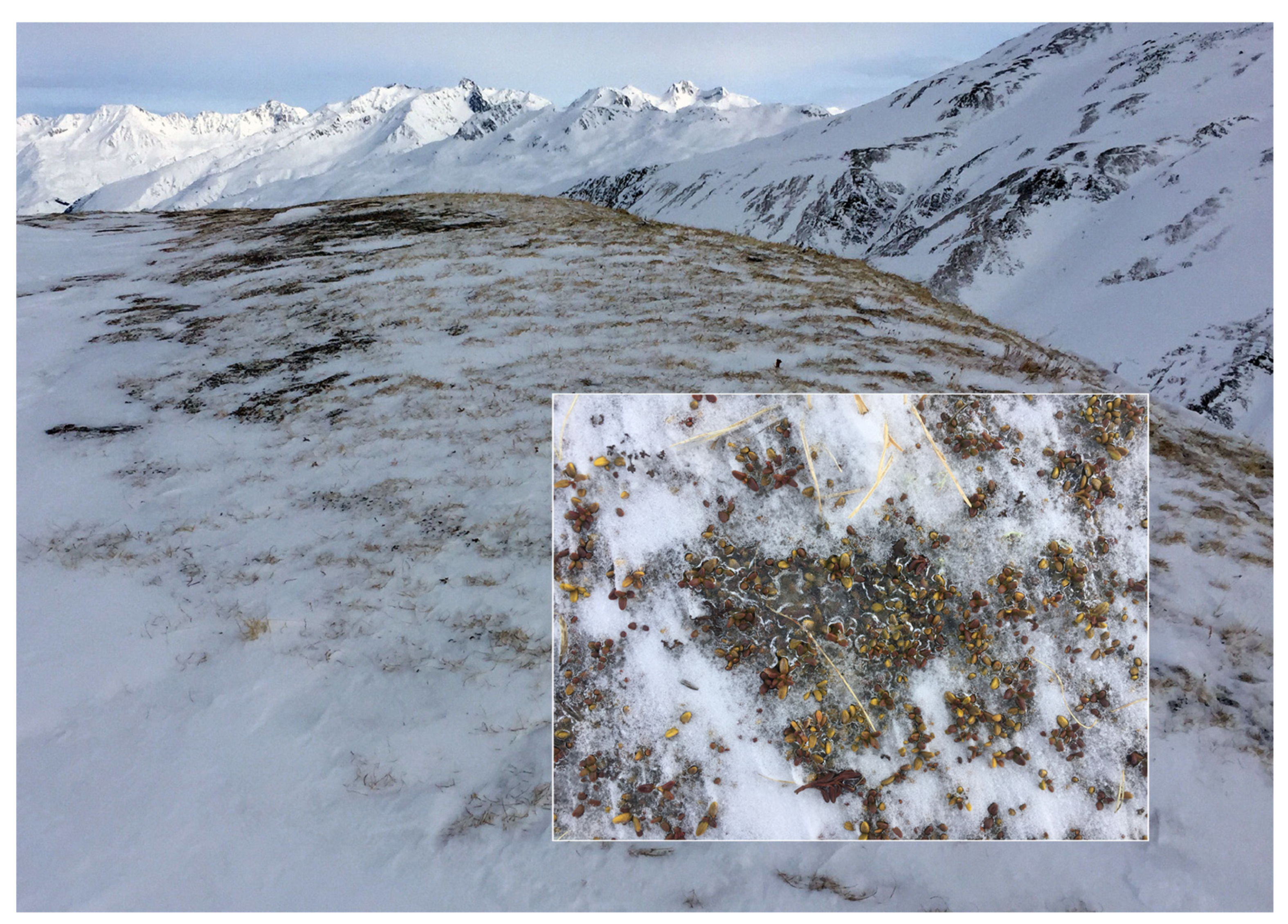 Diversity 13 00383 g003