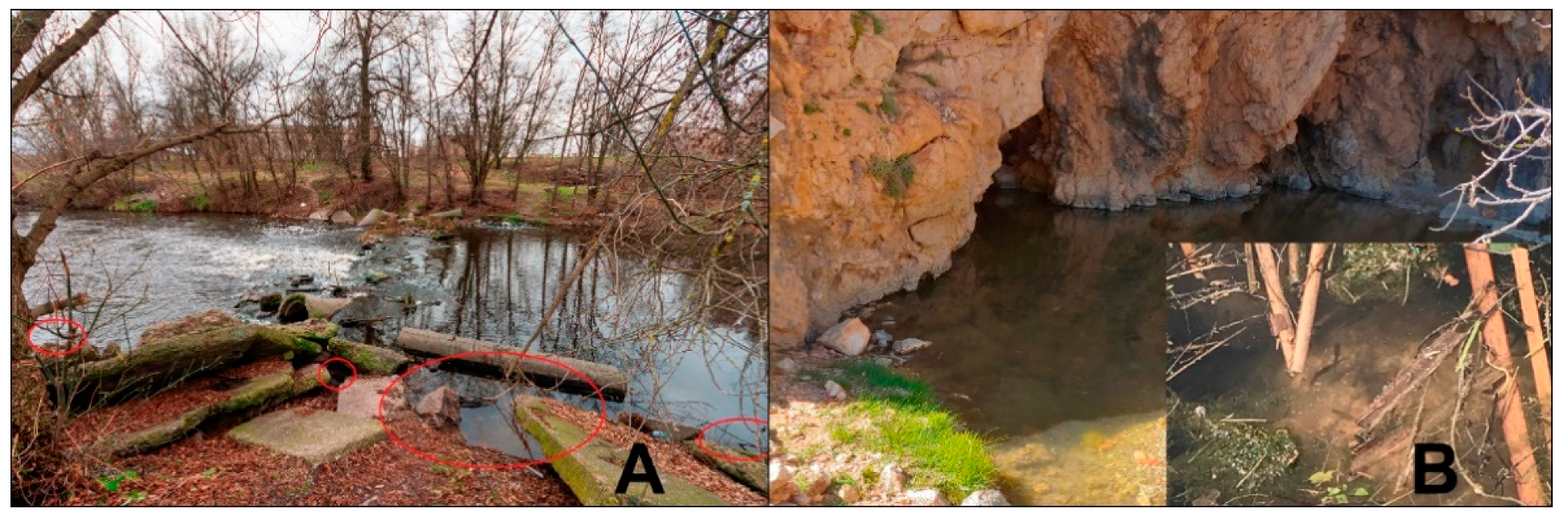 Diversity 13 00385 g001