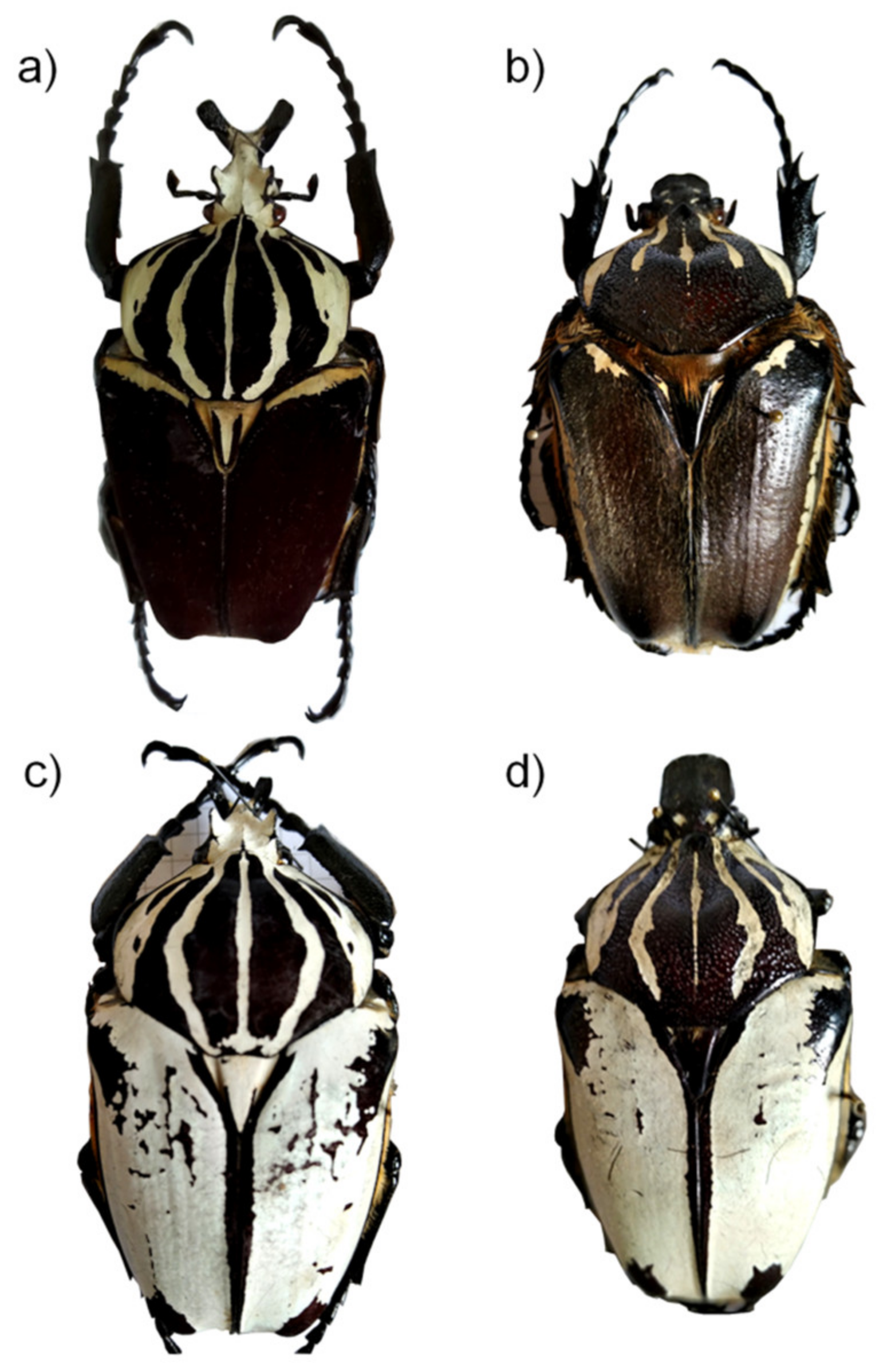 Diversity 13 00388 g001