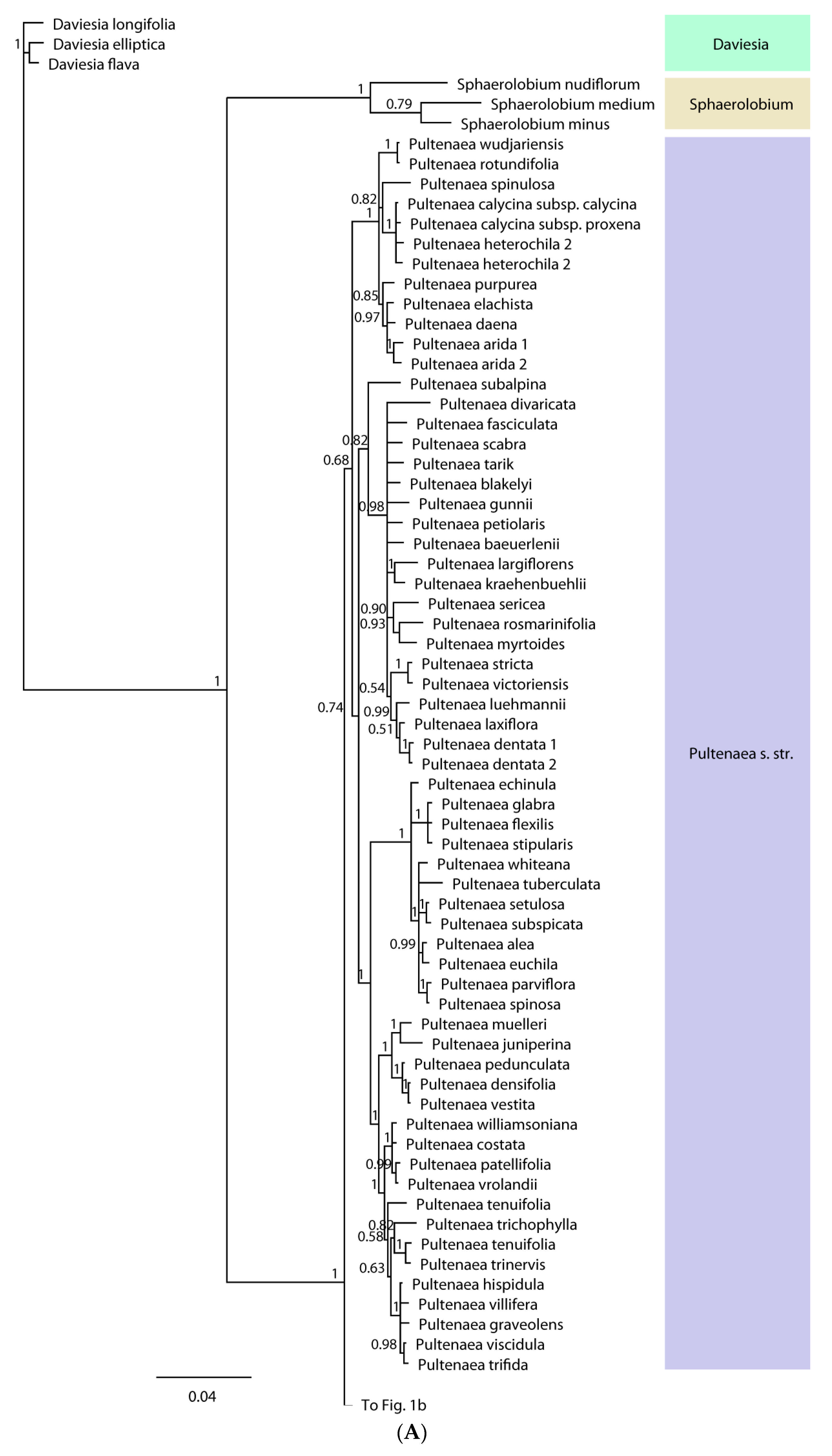 Diversity 13 00391 g001a