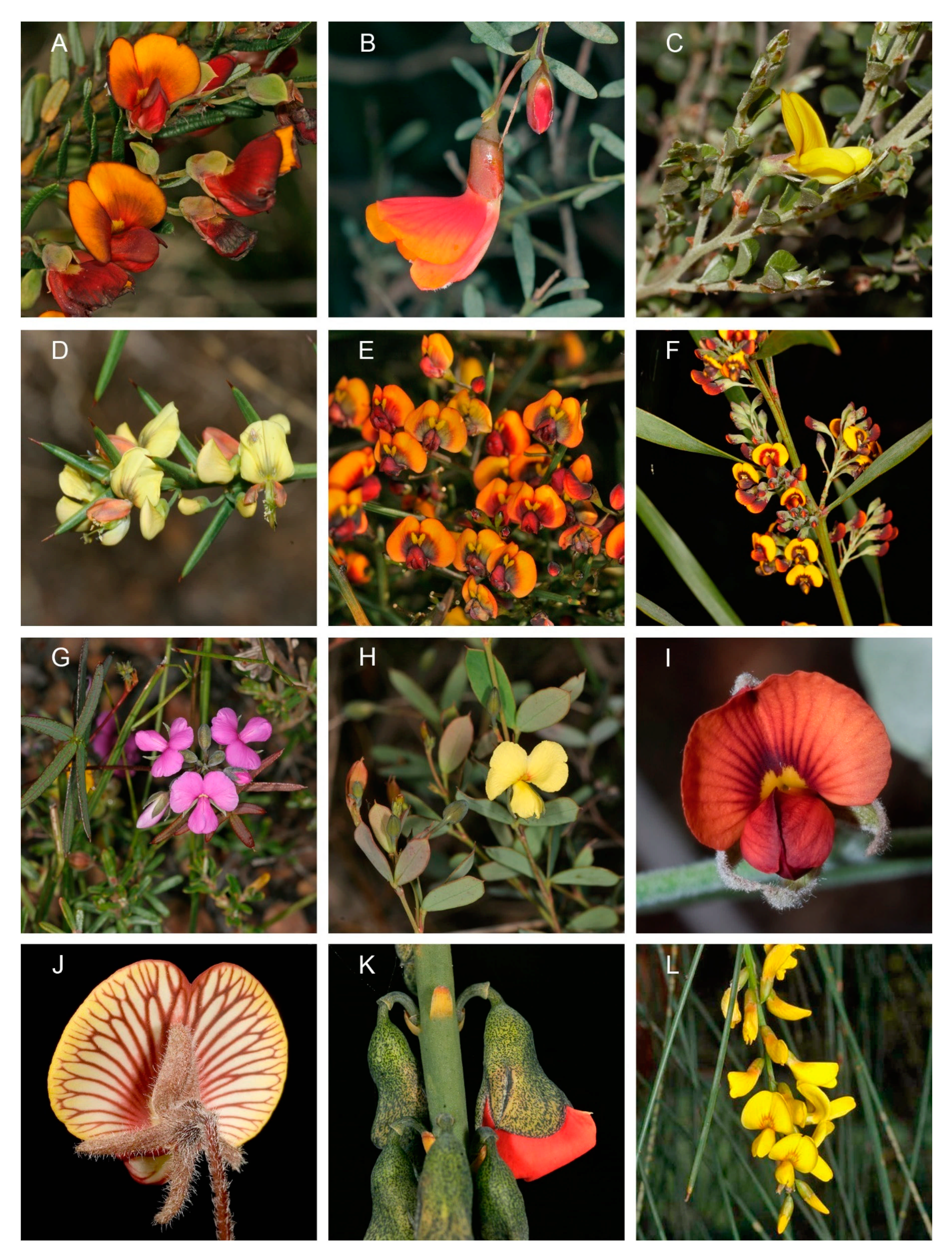 Diversity 13 00391 g002