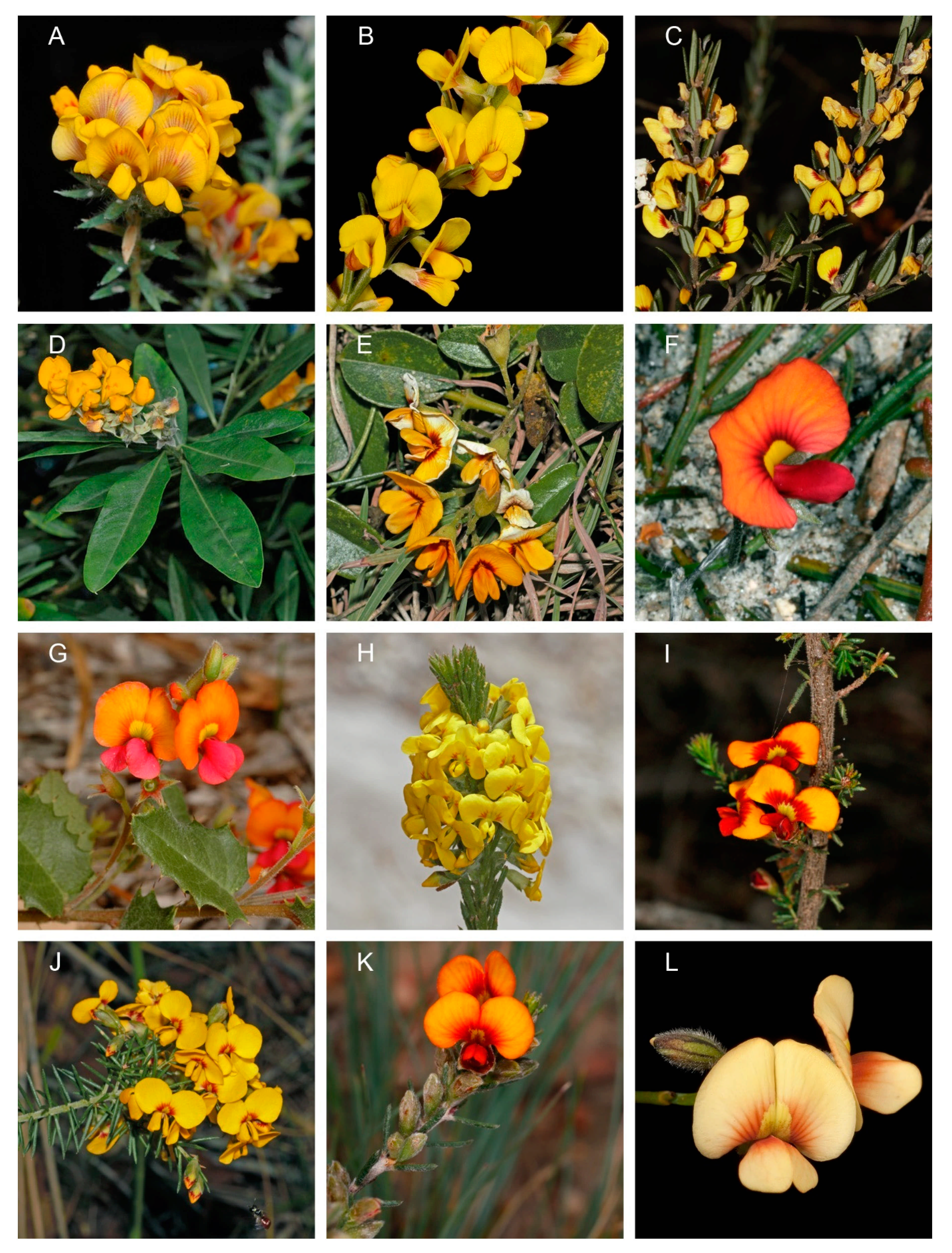 Diversity 13 00391 g003