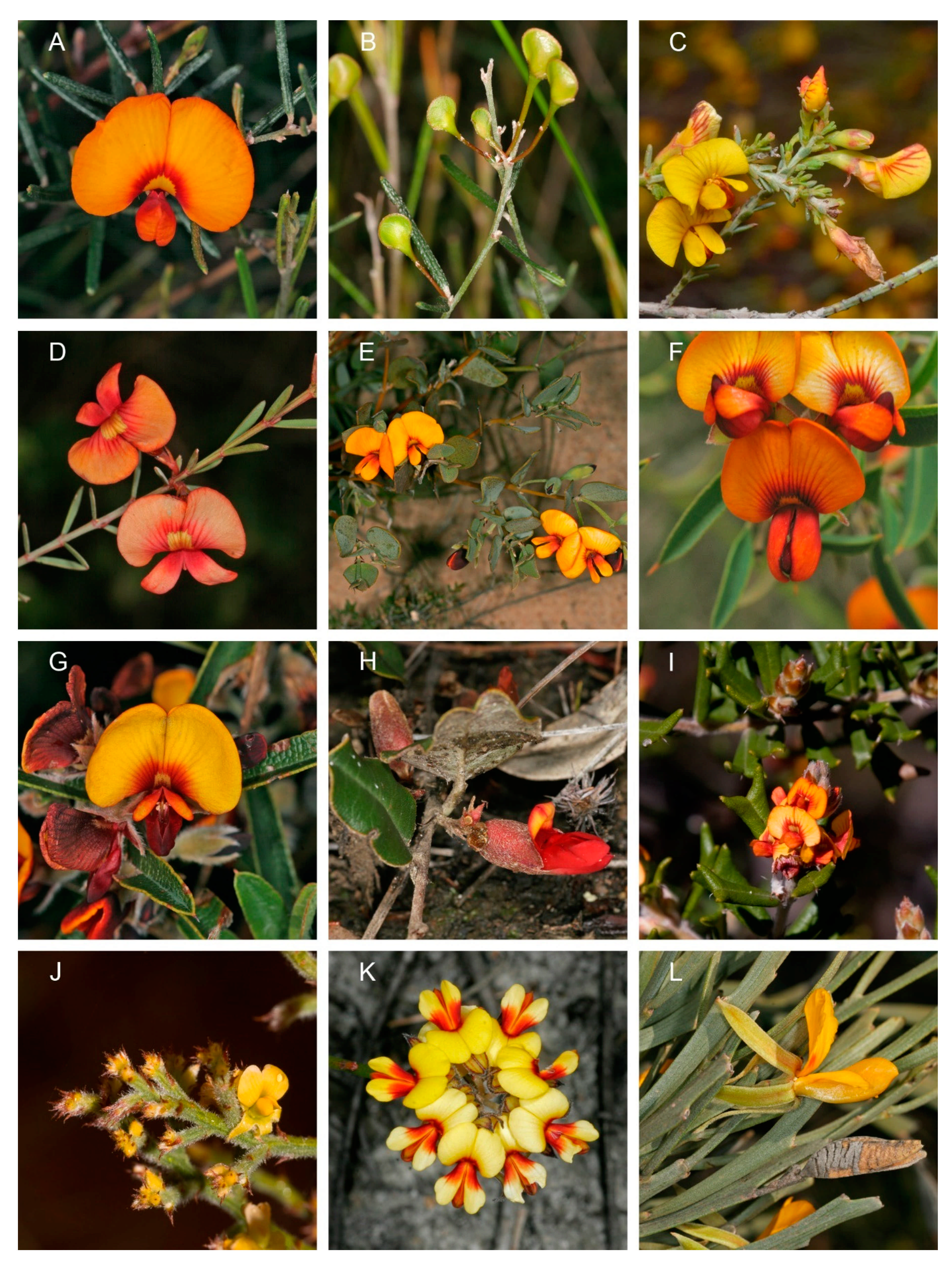 Diversity 13 00391 g004