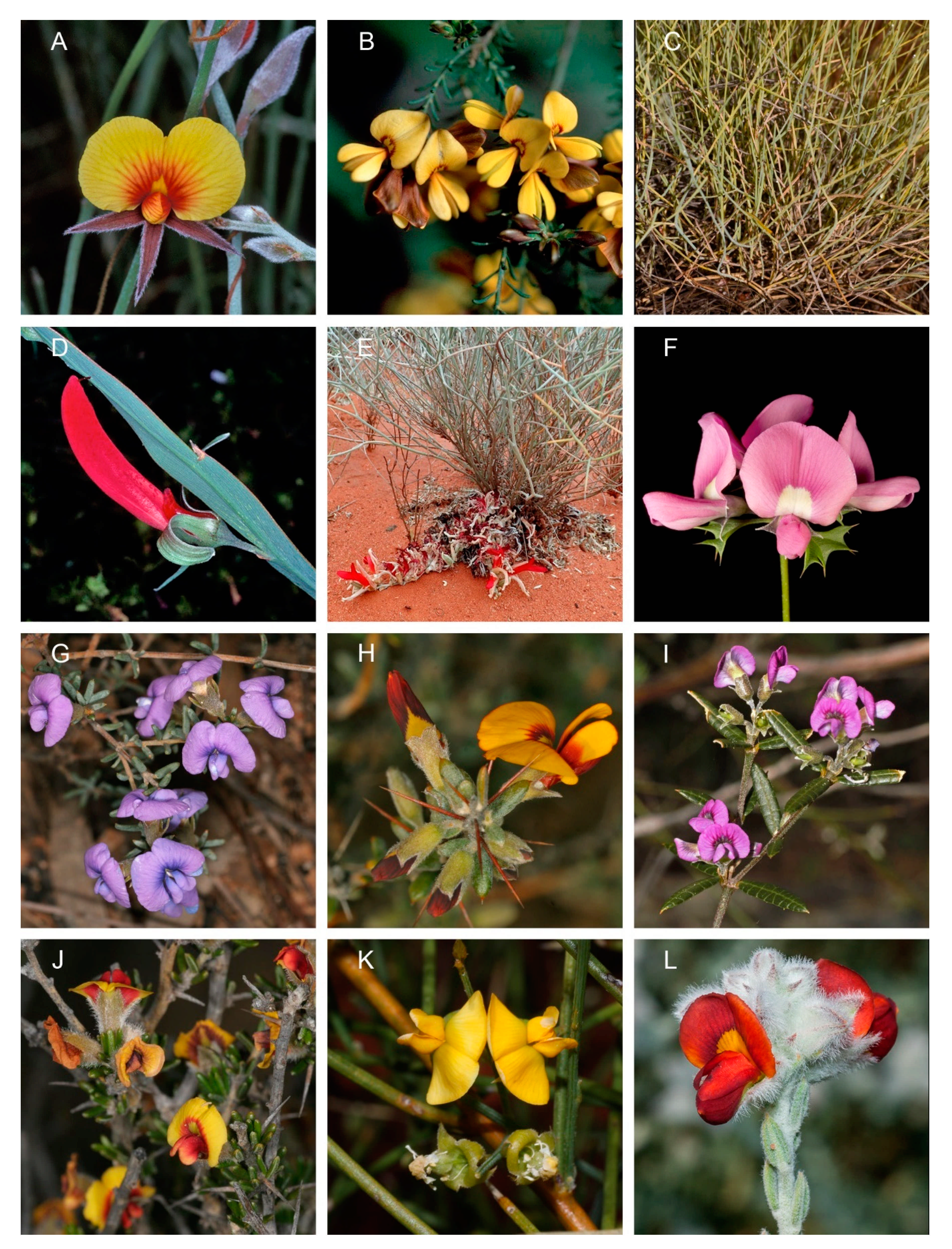 Diversity 13 00391 g005