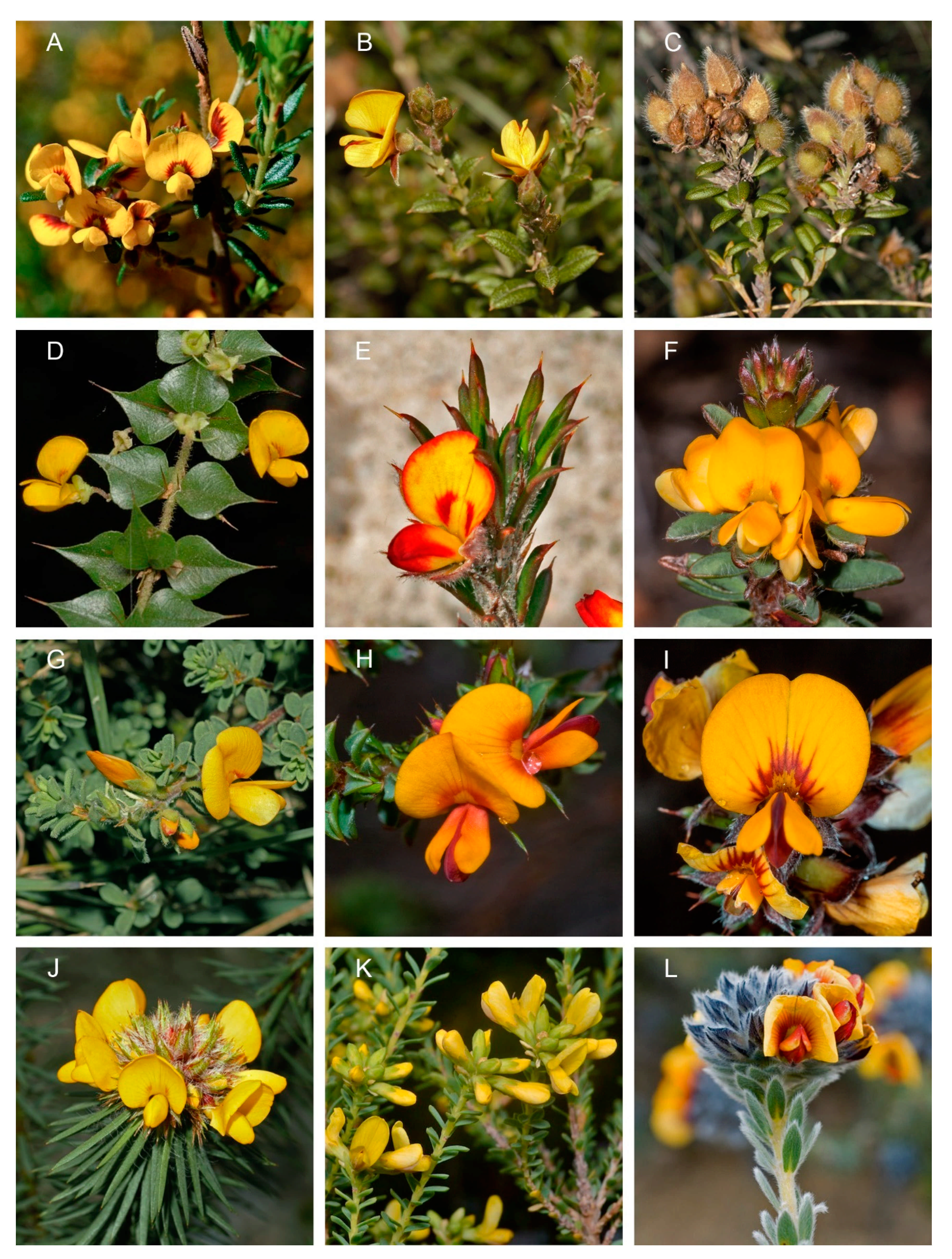 Diversity 13 00391 g006