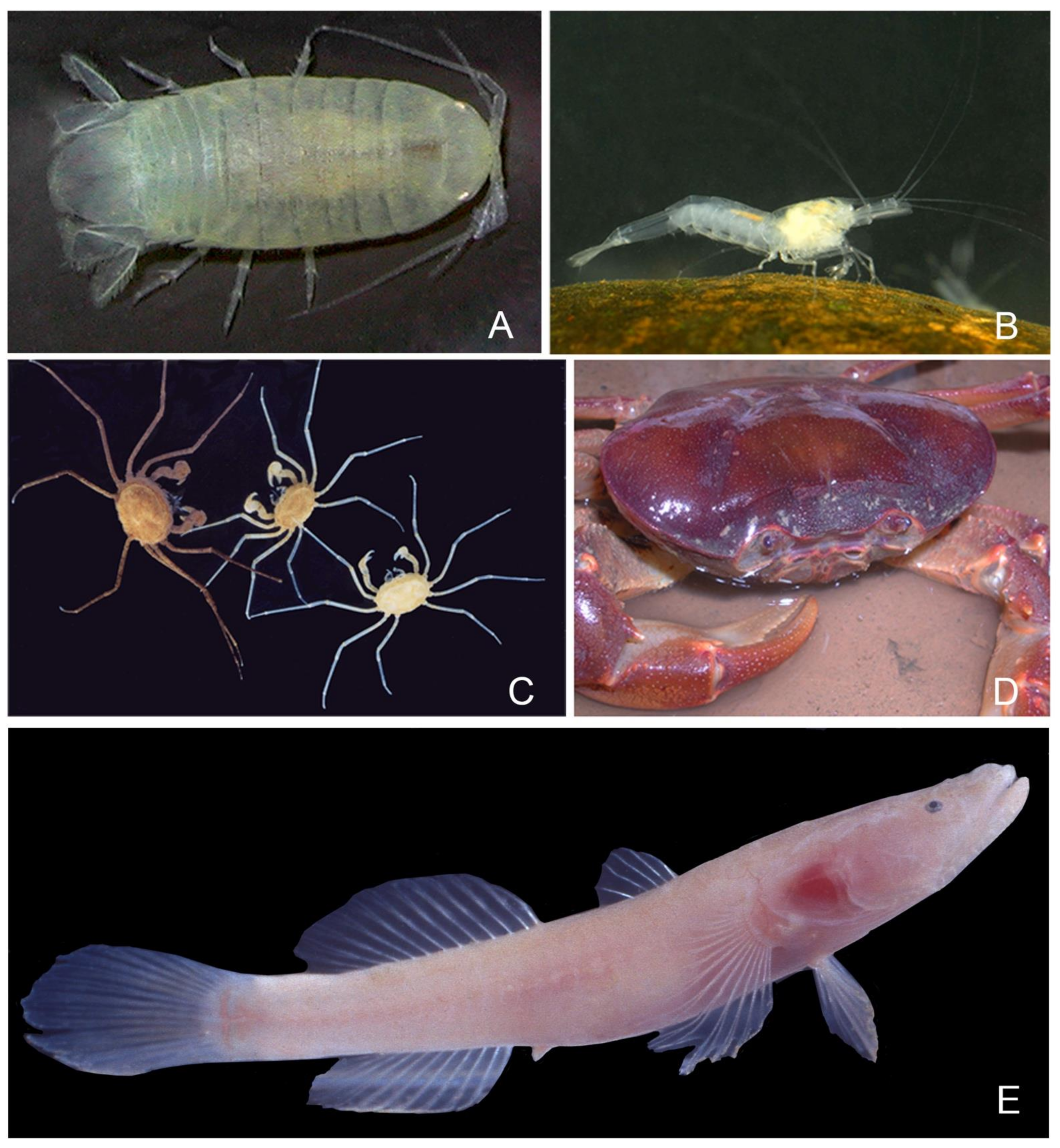 Diversity 13 00392 g005