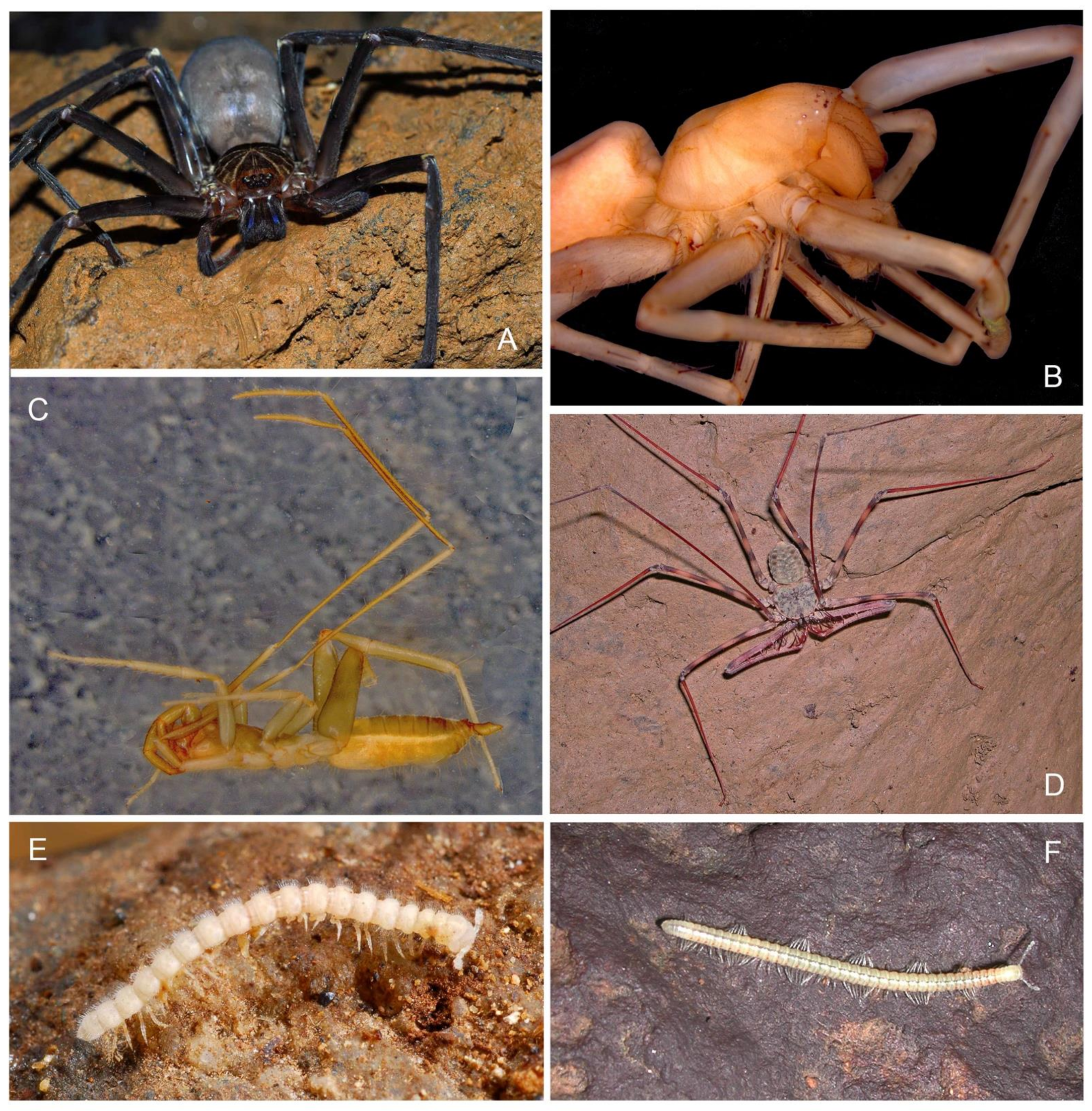 Diversity 13 00392 g006